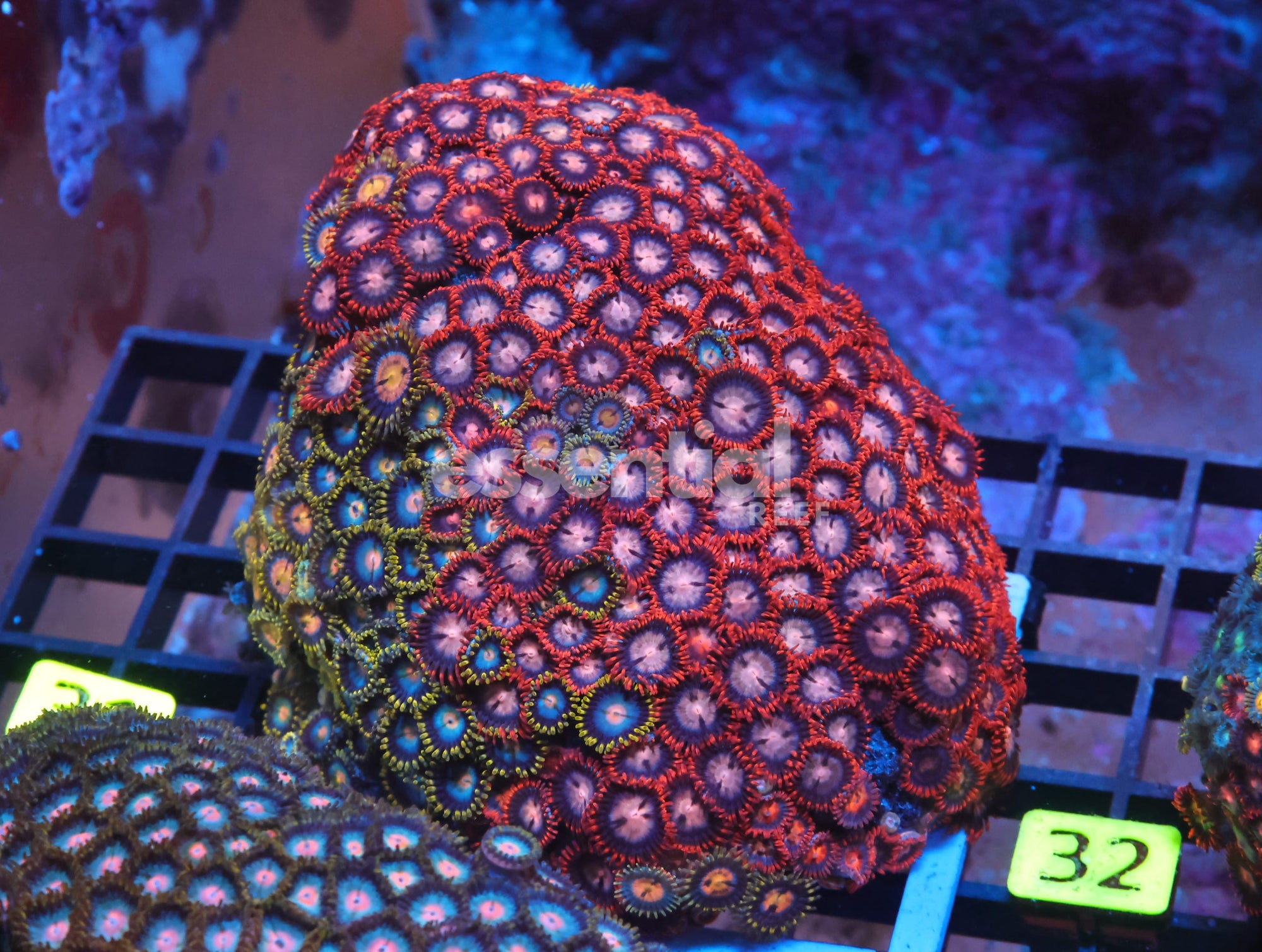 Watermarked - X31 - Indo Combo Zoa Rock