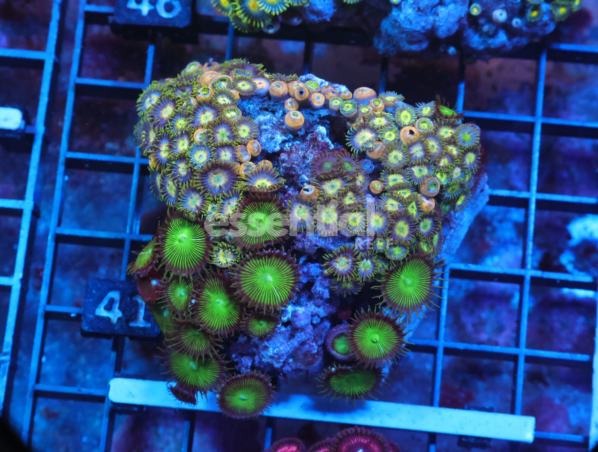 Watermarked - X41 - Indo Combo Zoa Rock