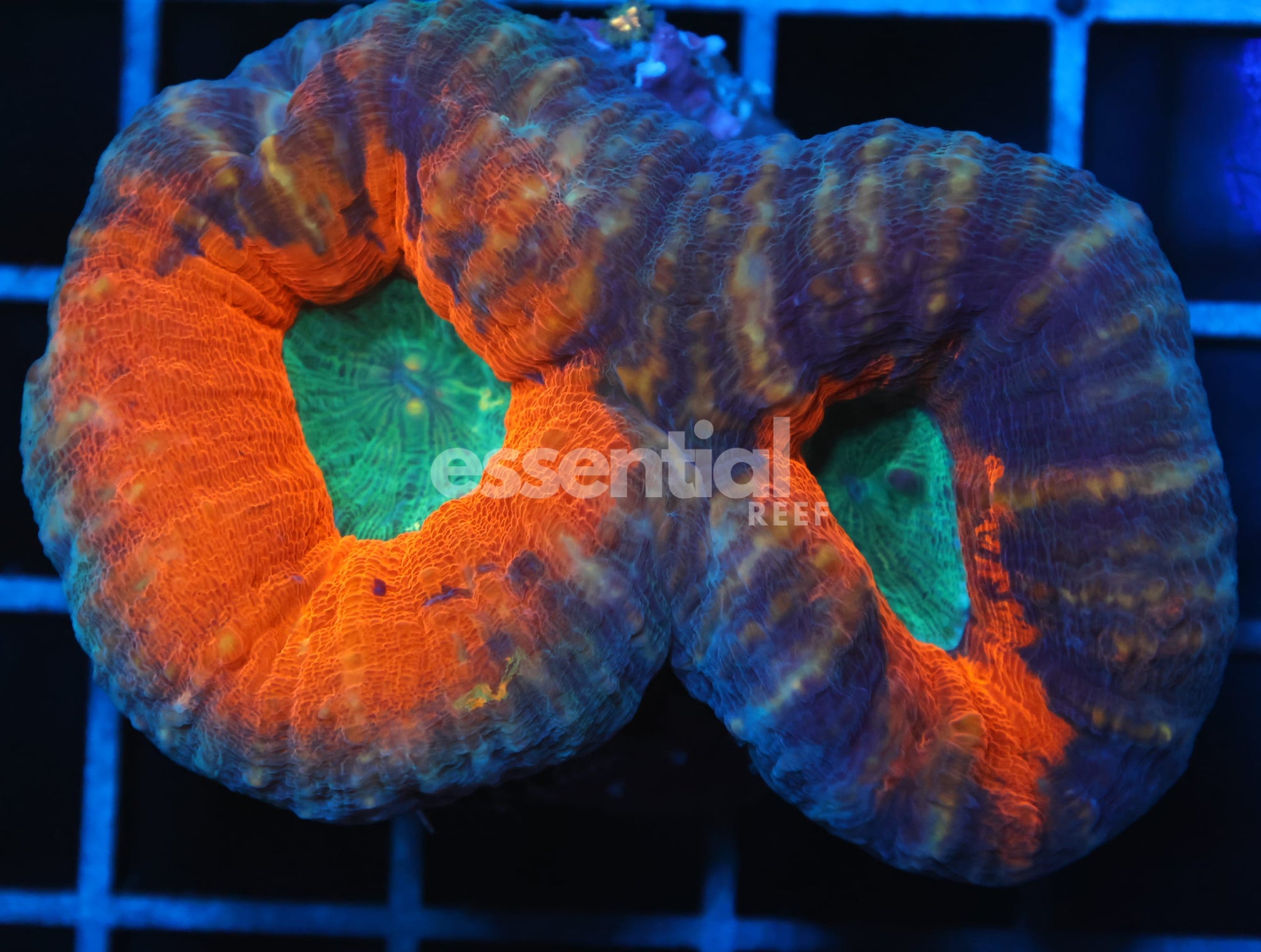 Watermarked - B93 -AUSSIE GOLD RUSH LOBO