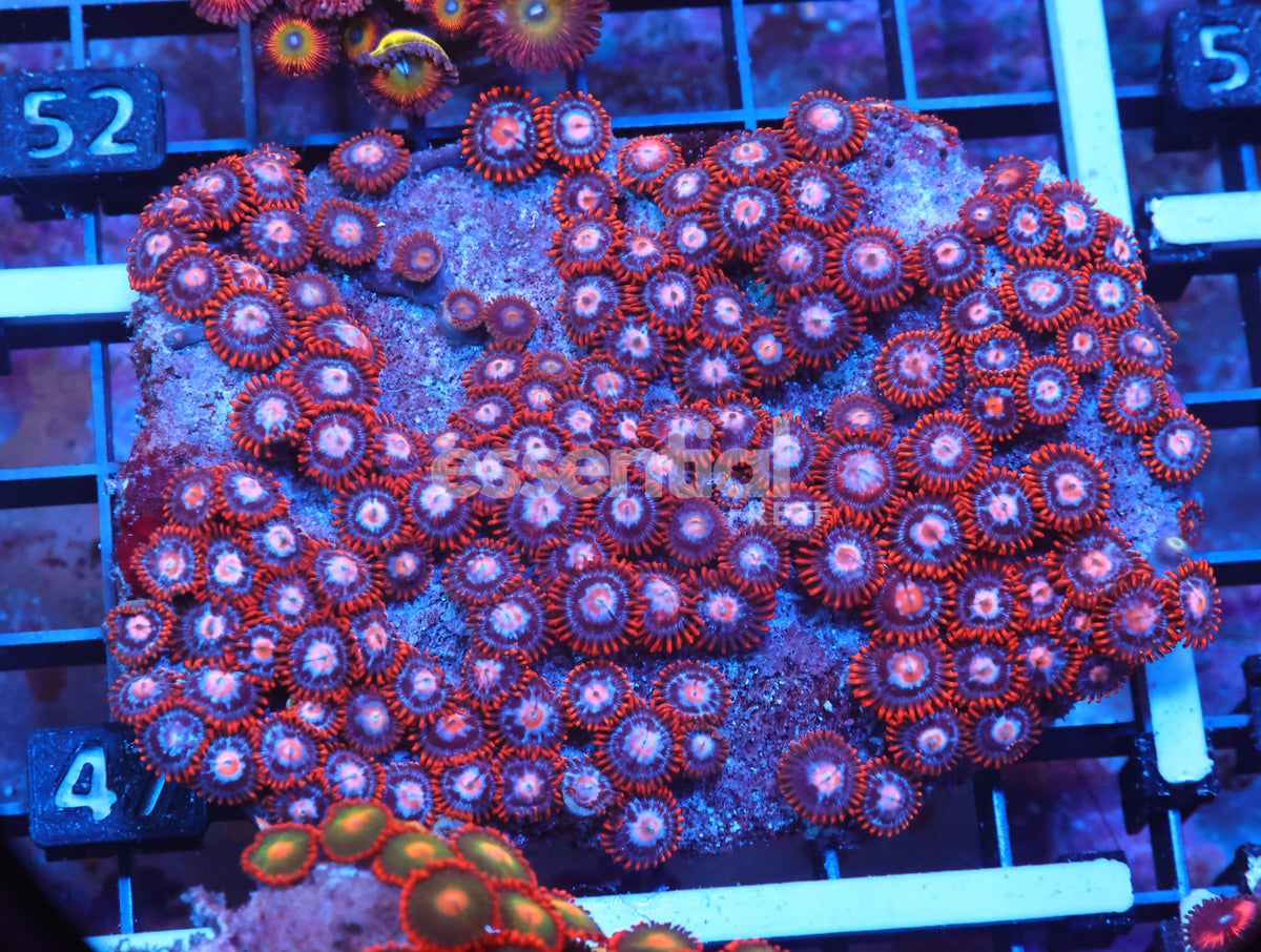 Watermarked - X47 - Indo Fire And Ice Zoa