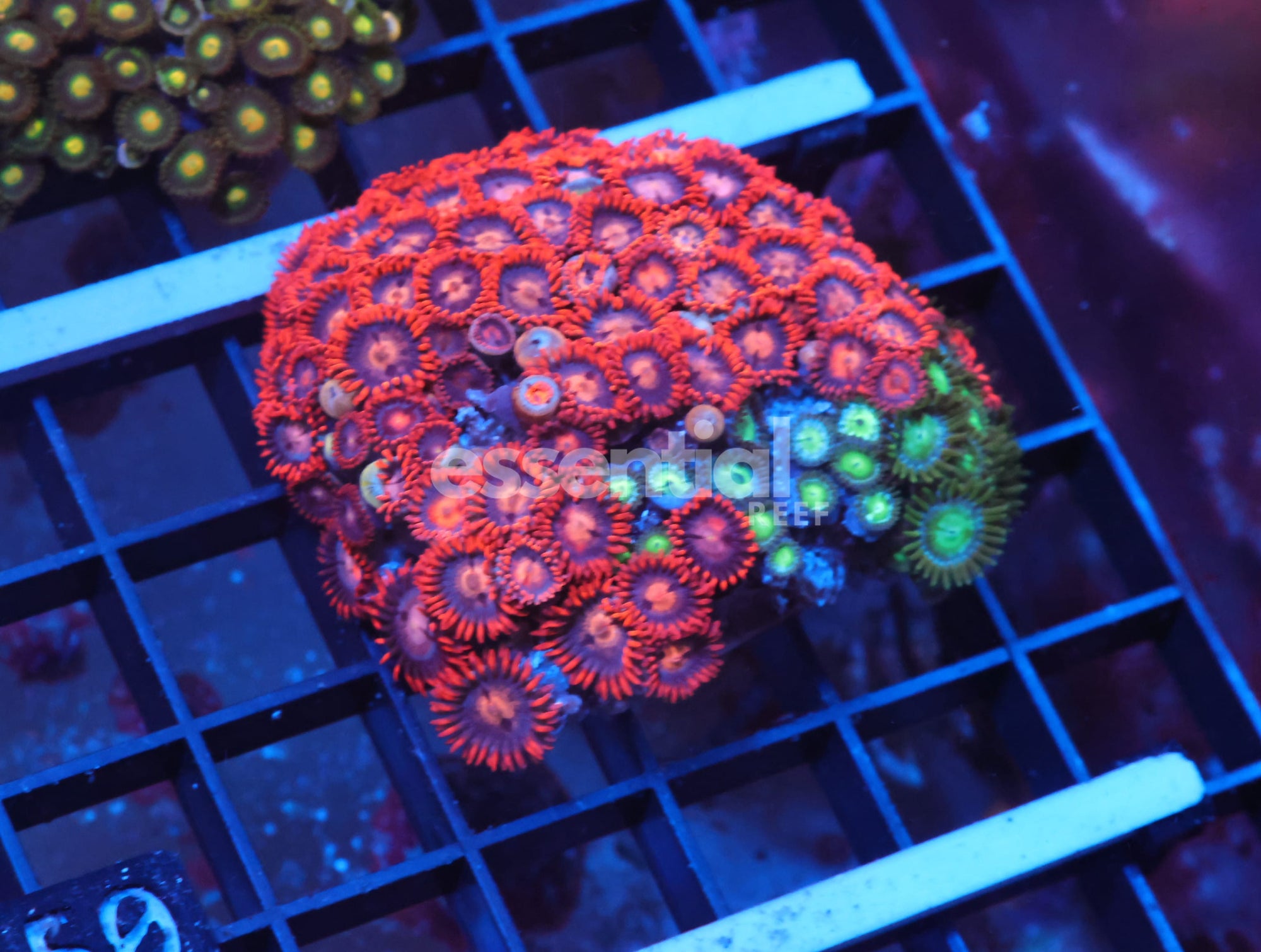 Watermarked - X50 - Indo Combo Zoa Rock