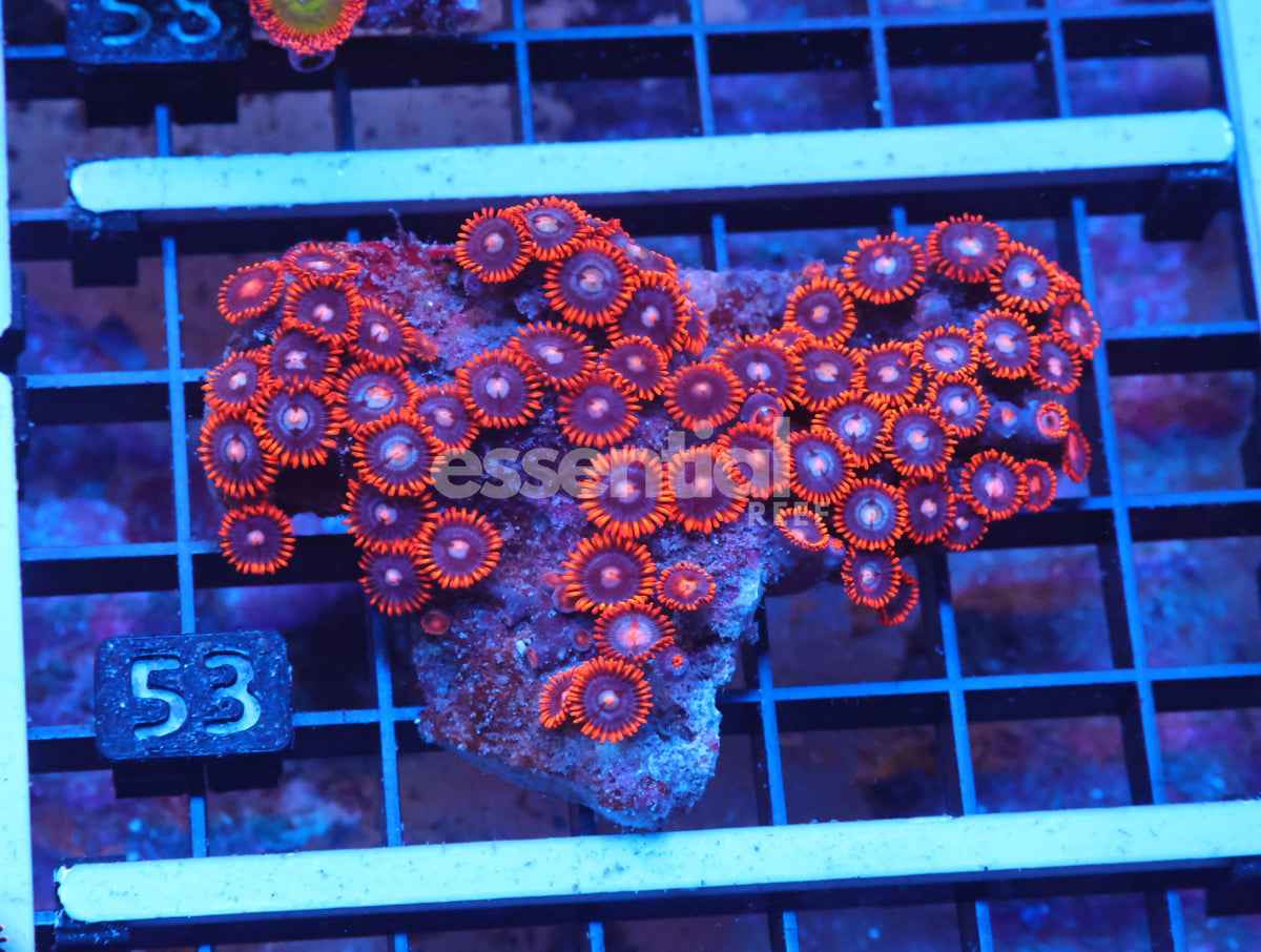 Watermarked - X53 - Indo Fire And Ice Zoa