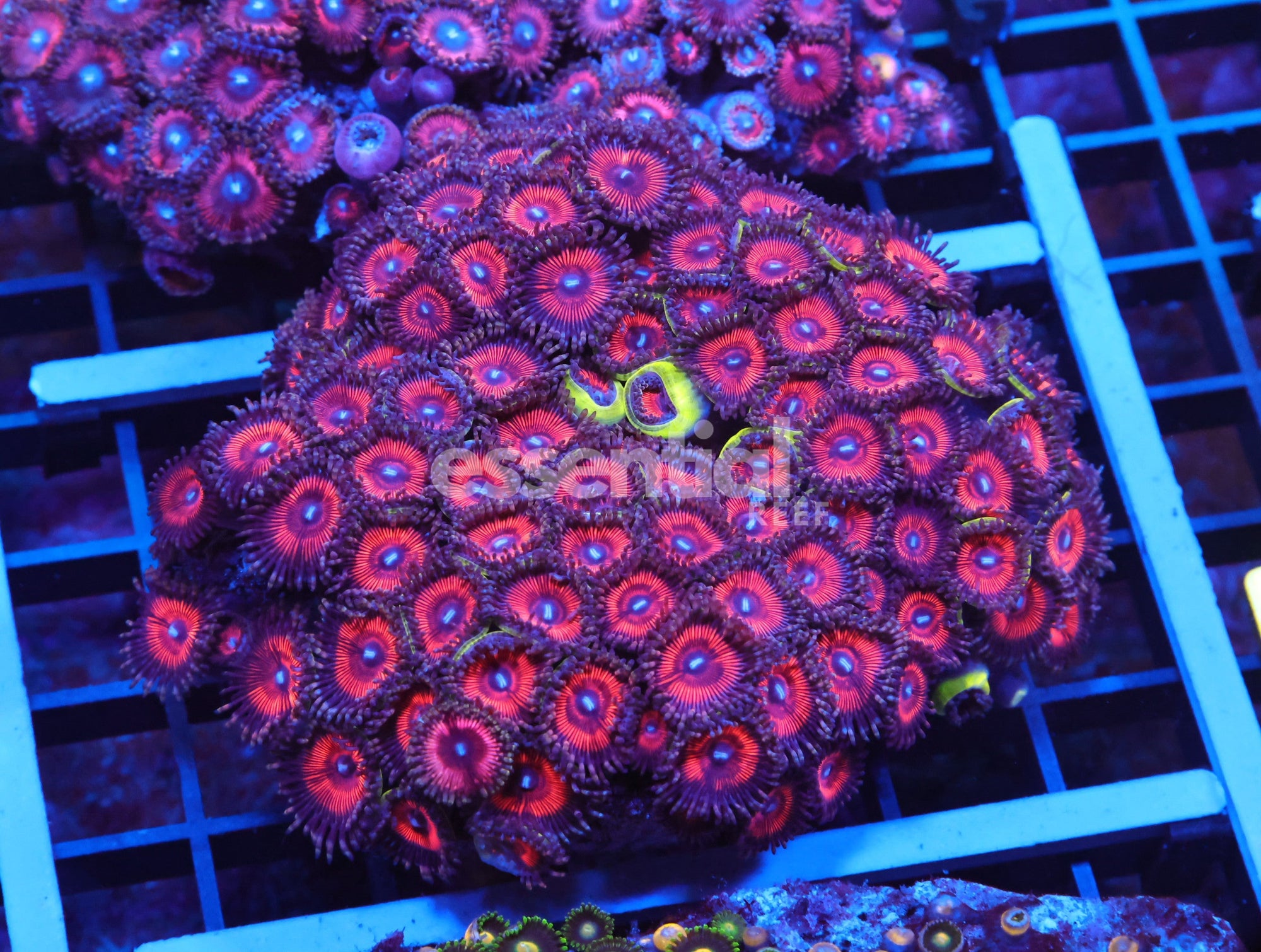 Watermarked - X94 - Indo Red Blue Eye Zoa