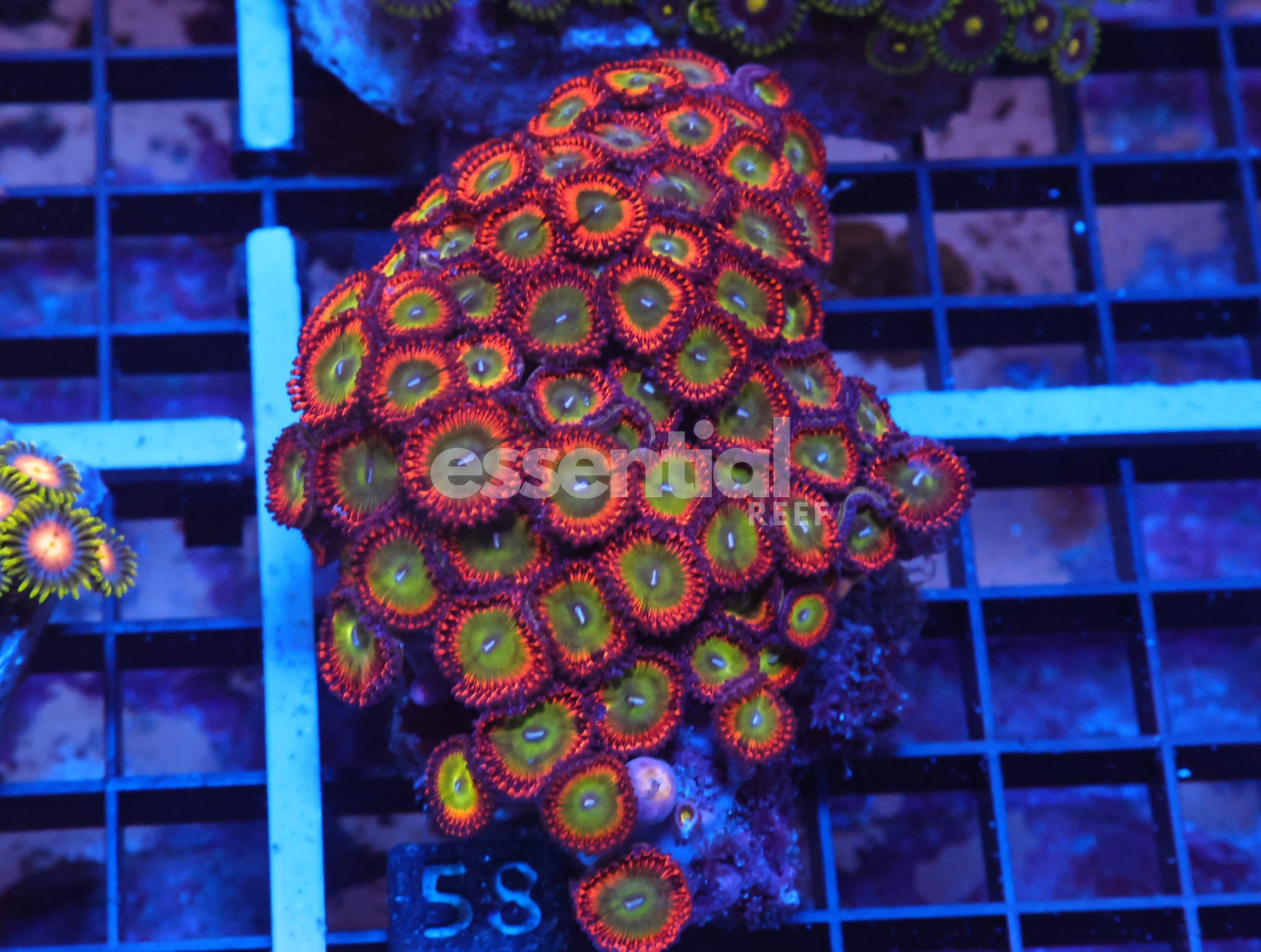 Watermarked - X58 - Indo Candy Apple Red Zoa