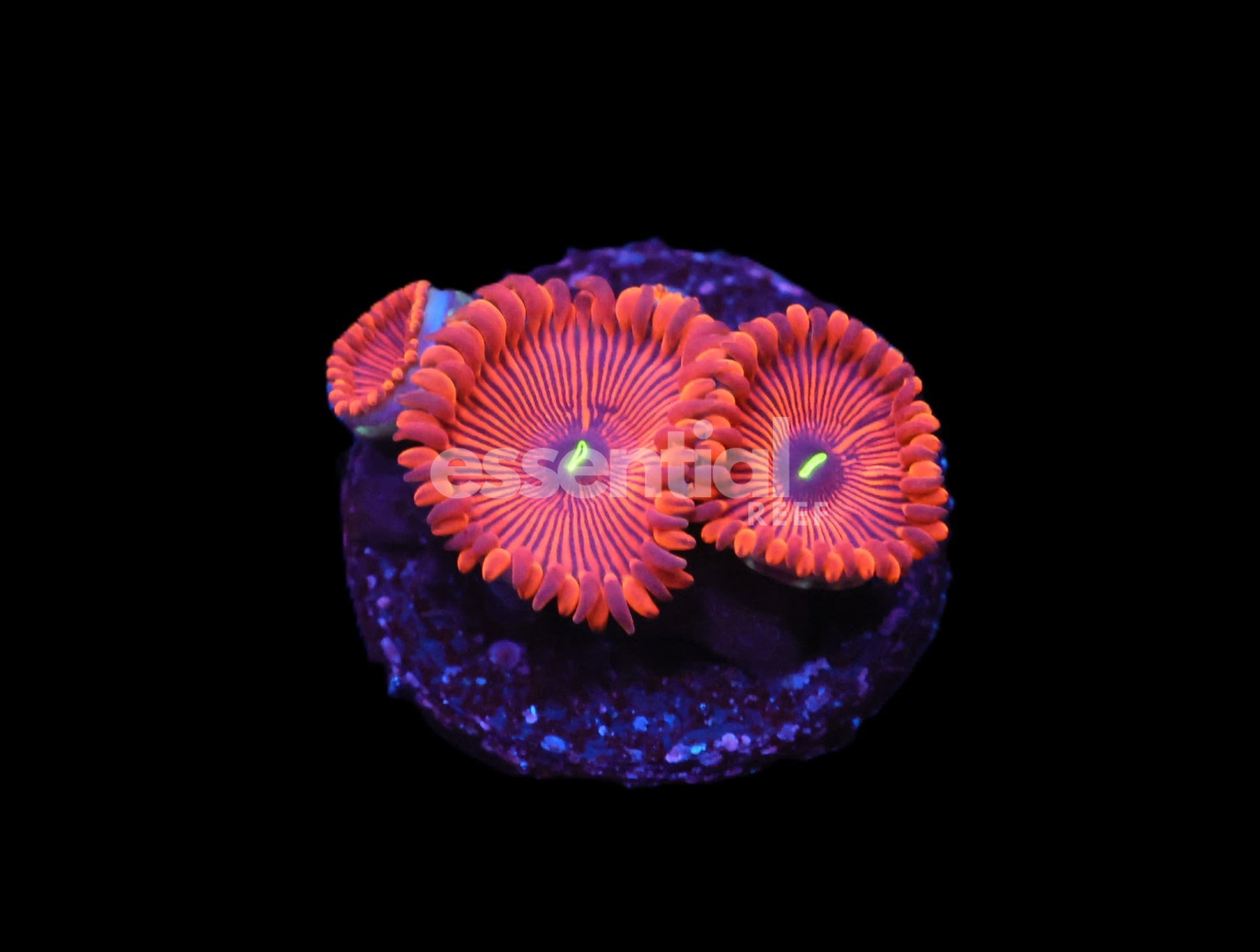 Watermarked - C101 - ALMOST WYSIWYG SDC RED PEOPLE EATER ZOA/PALY
