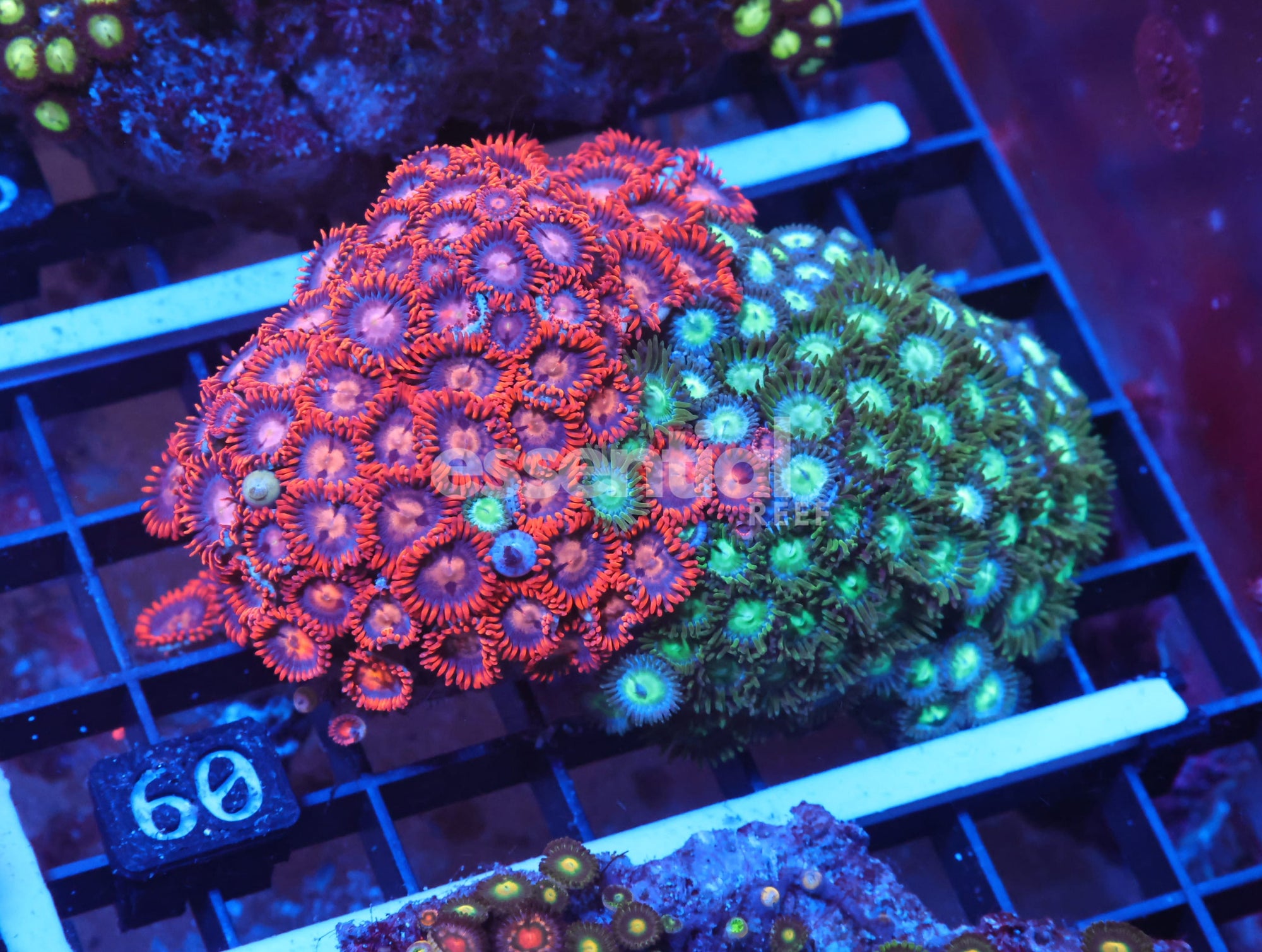 Watermarked - X60 - Indo Combo Zoa Rock