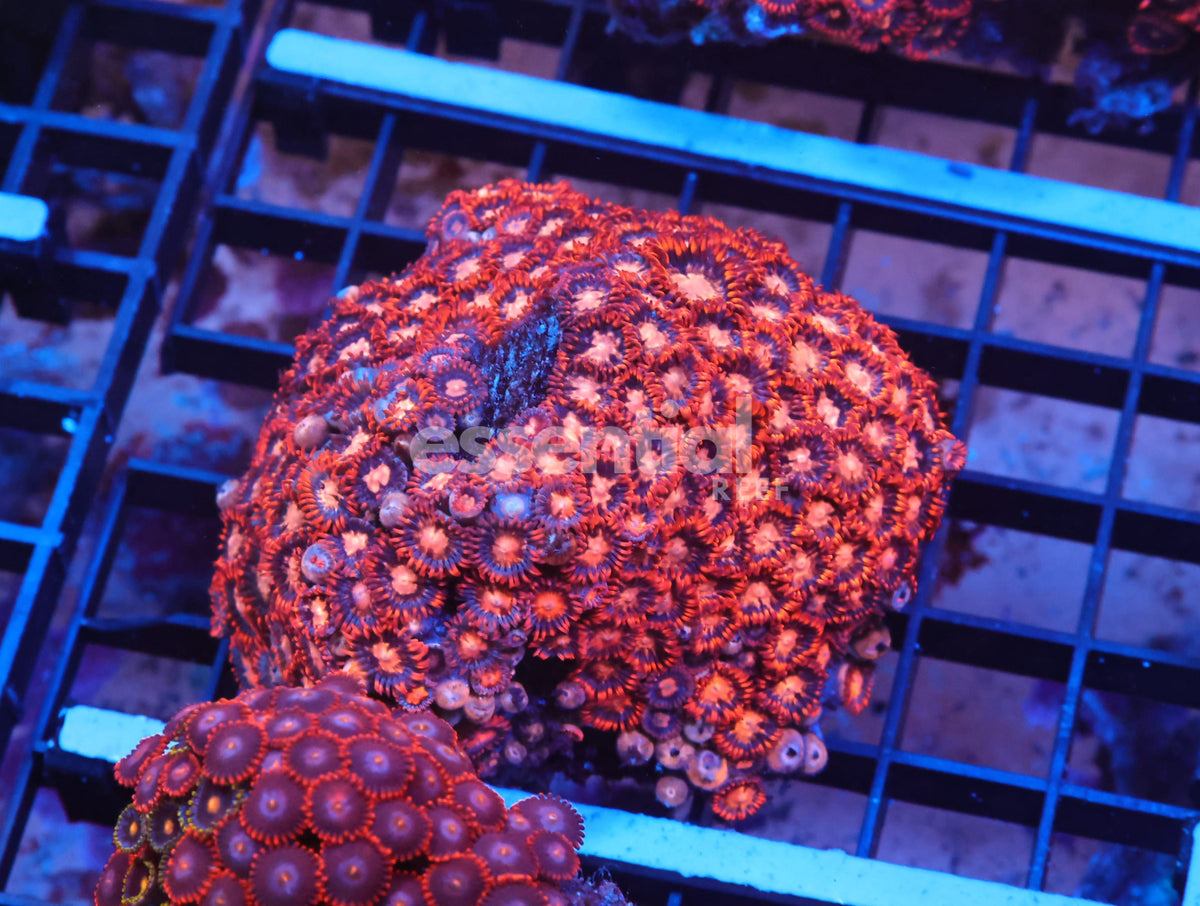 Watermarked - X61 - Indo Red Skirt Zoa