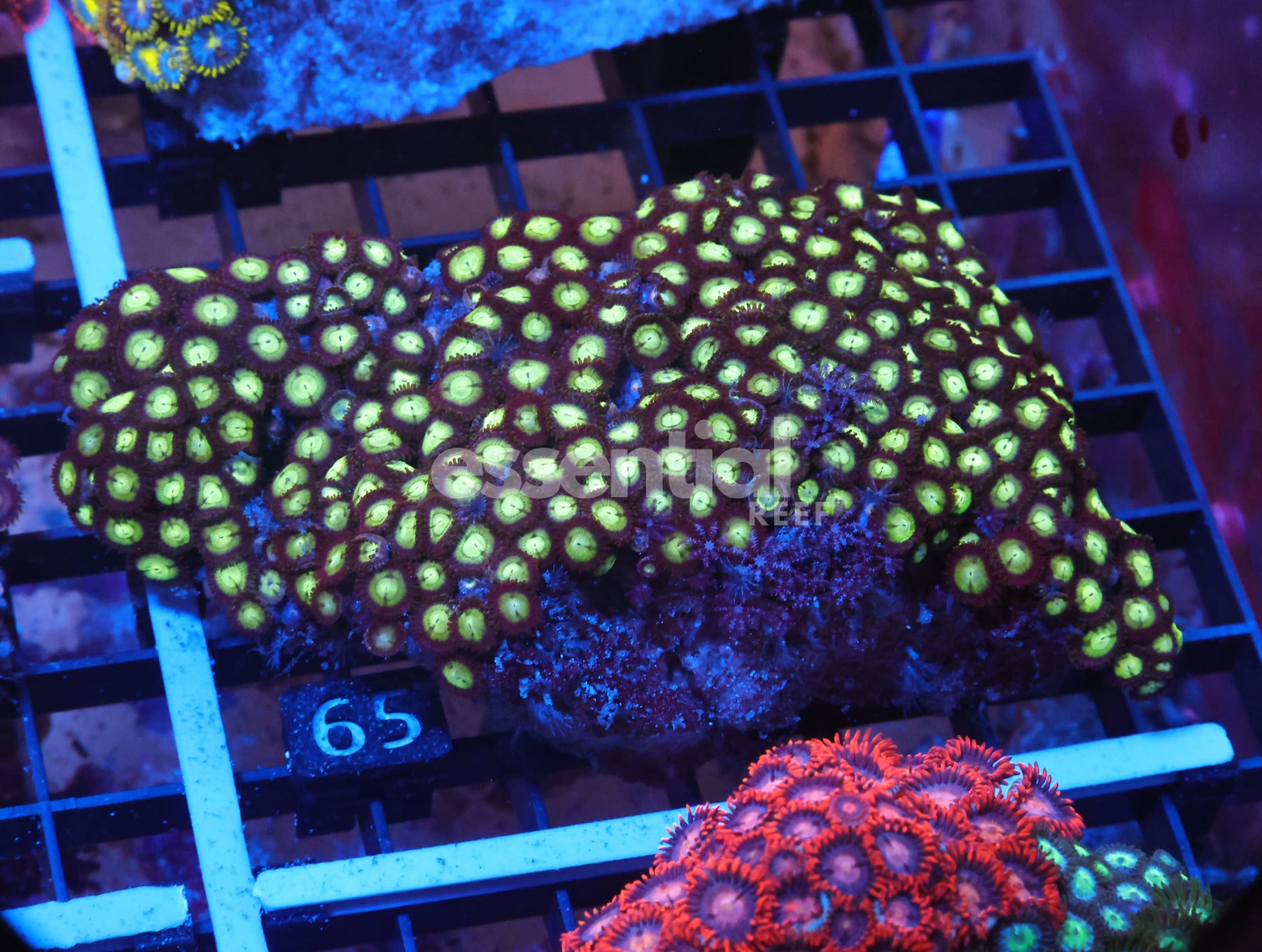 Watermarked - X65 - Indo Neon Eye Zoa