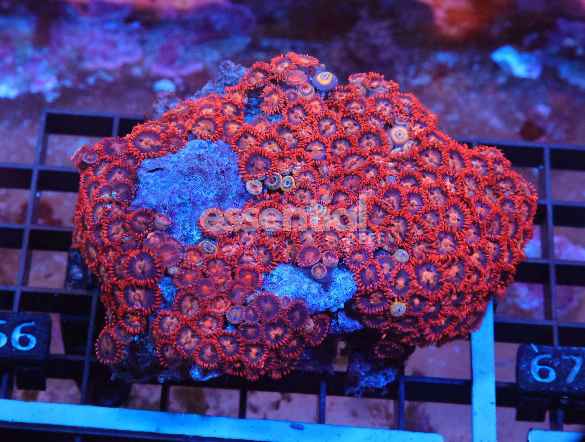 Watermarked - X66 - Indo Red Skirt Zoa