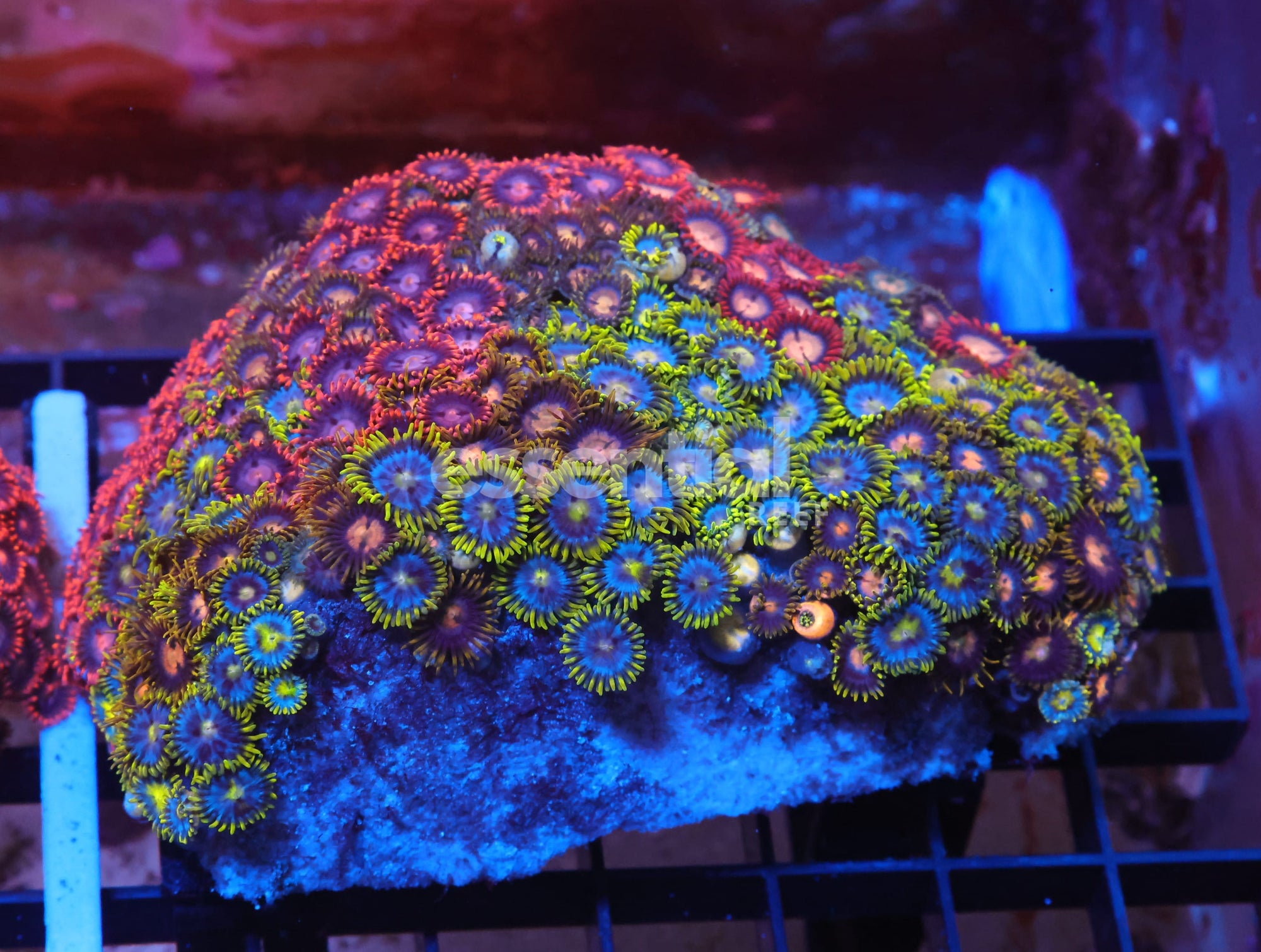 Watermarked - X70 - Indo Combo Zoa Rock
