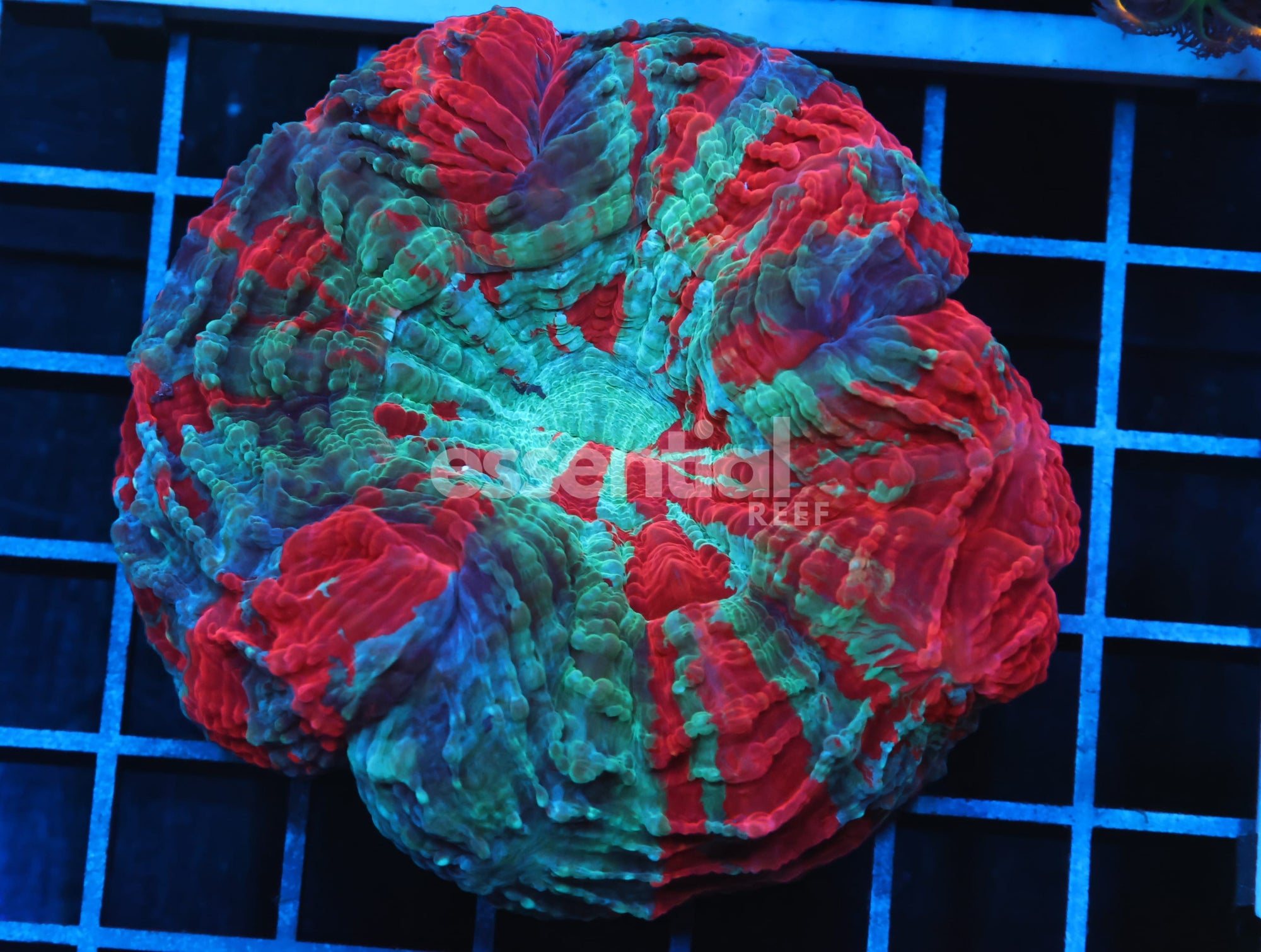 Watermarked - B96 -MALAYSIAN RED SPLASH ACANTHOPHYLLIA
