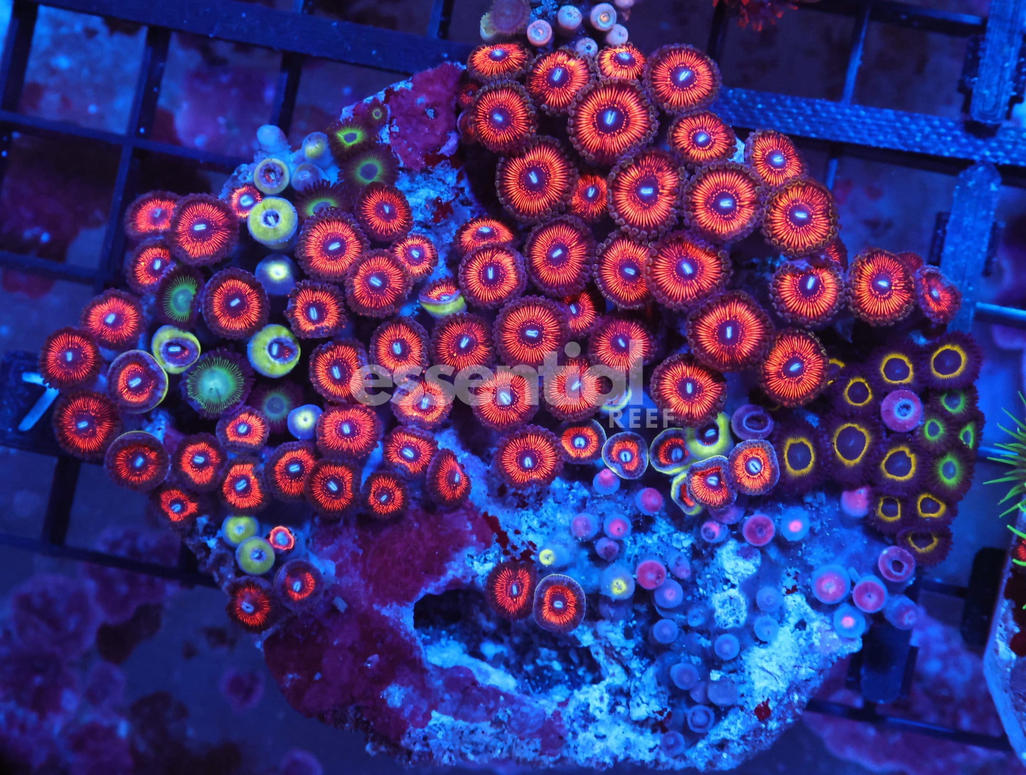 Watermarked - X72 - Indo Super Pink Zoa