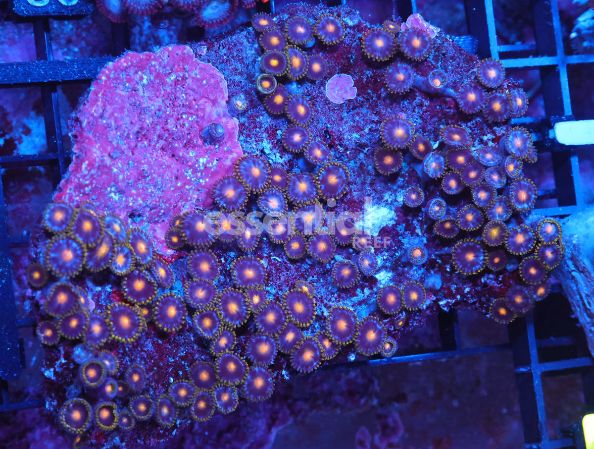 Watermarked - X75 - Indo Orange Eye Zoa