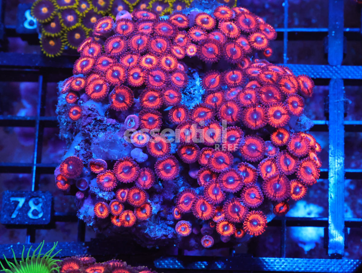 Watermarked - X78 - Indo Red Blue Eye Zoa