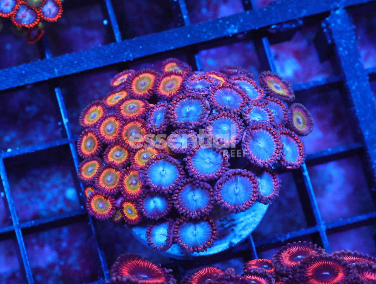 Watermarked - X79 - Indo Candy Apple Combo Zoa Cultured