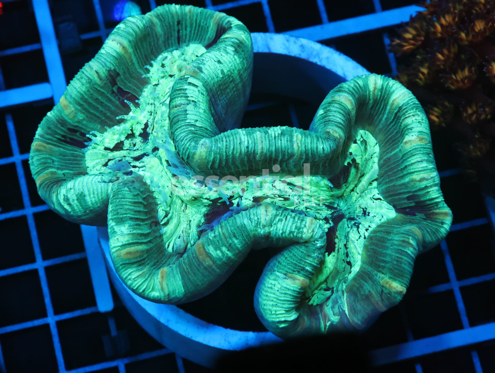Watermarked - B98 -SPEARMINT TRACHY LG