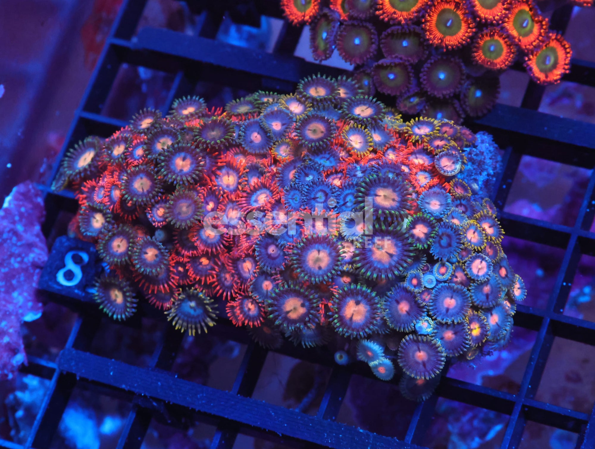 Watermarked - X81 - Indo Combo Zoa Rock