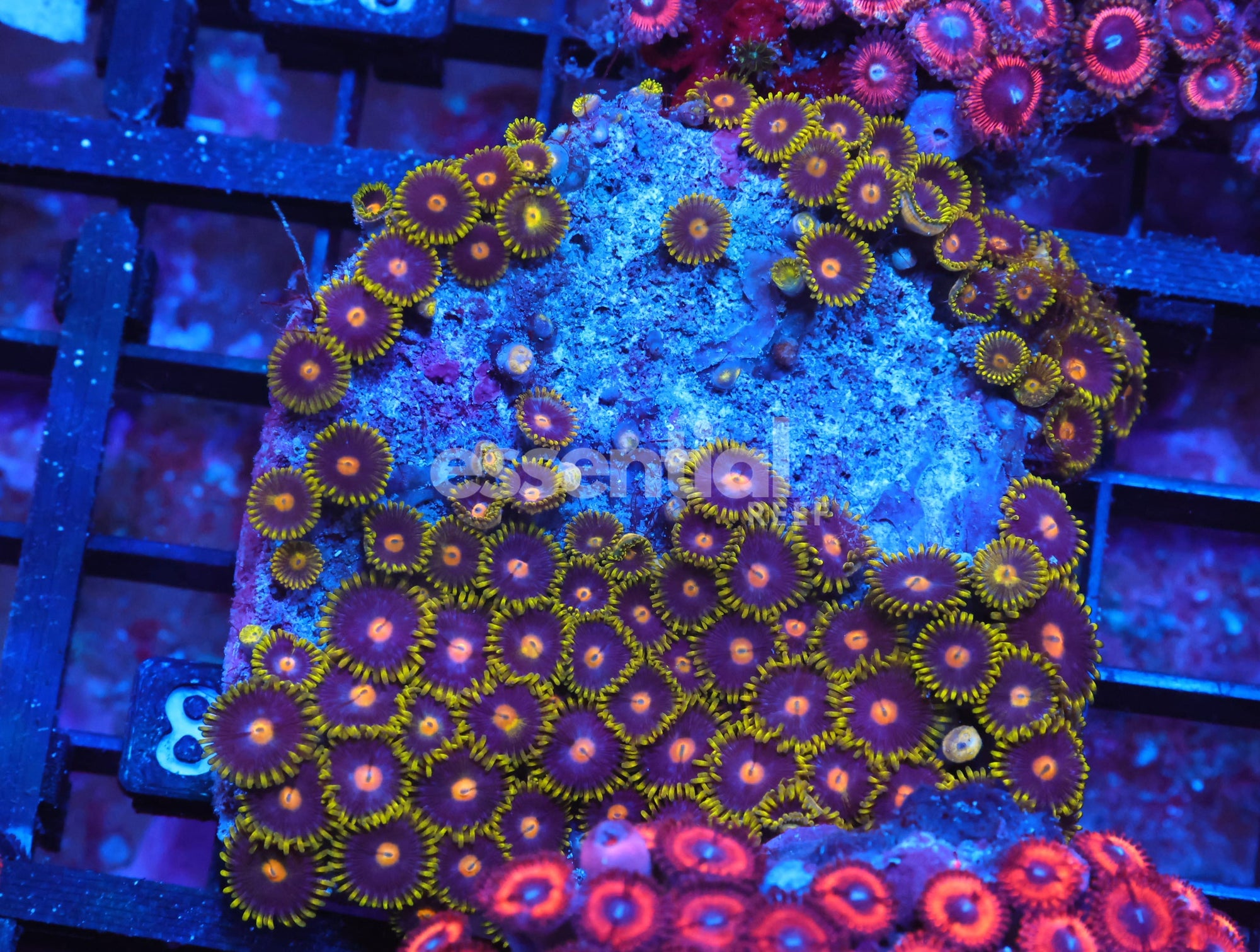 Watermarked - X83 - Indo Blueberry Fields Zoa