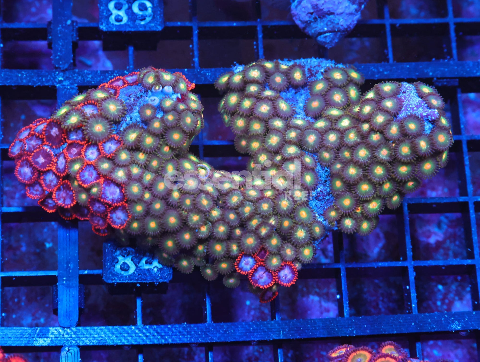 Watermarked - X84 - Indo Combo Zoa Rock