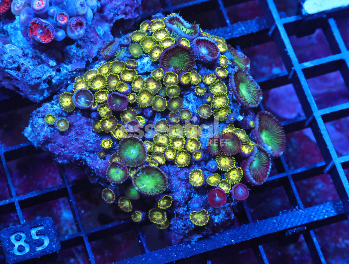 Watermarked - X85 - Indo Combo Zoa Rock