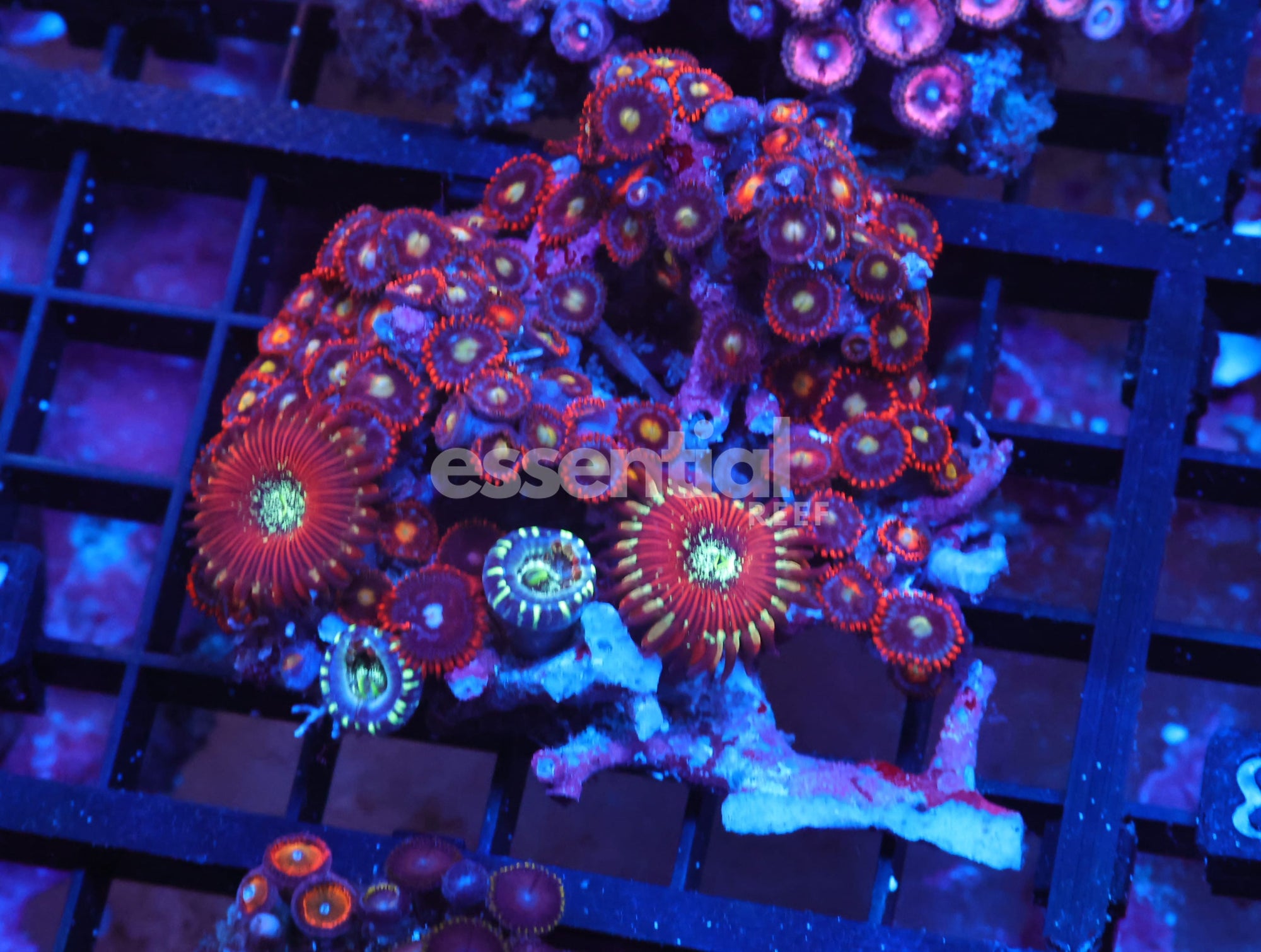 Watermarked - X87 - Indo Combo Zoa Rock