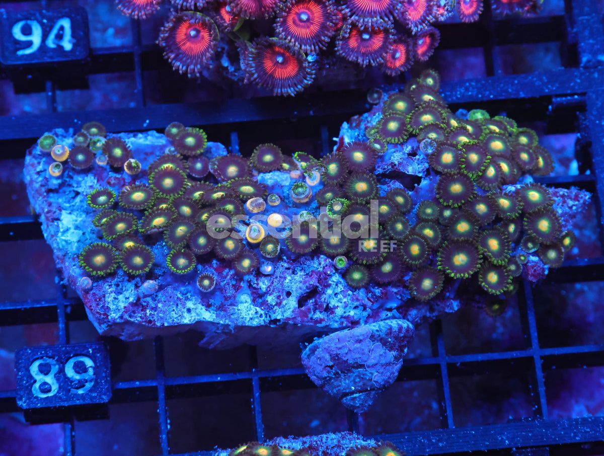 Watermarked - X89 - Indo Green Eye ZOa