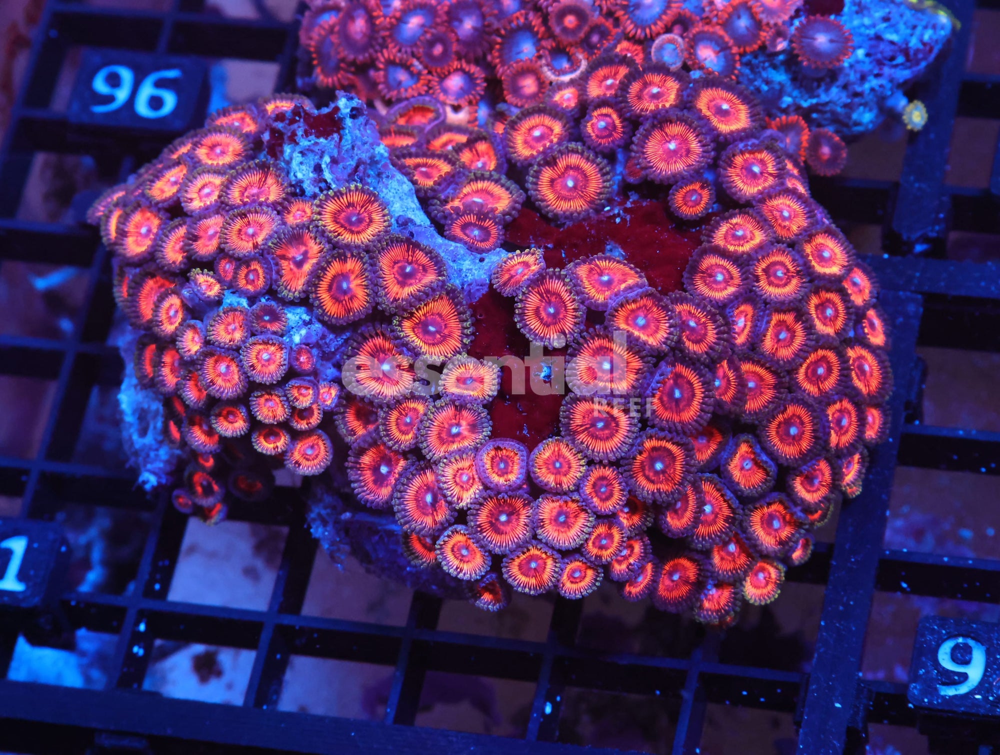 Watermarked - X91 - Indo Hot Pink Zoa