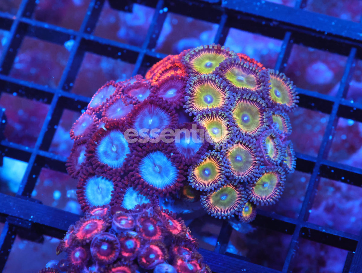 Watermarked - X93 - Indo Candy Apple Combo Zoa Cultured