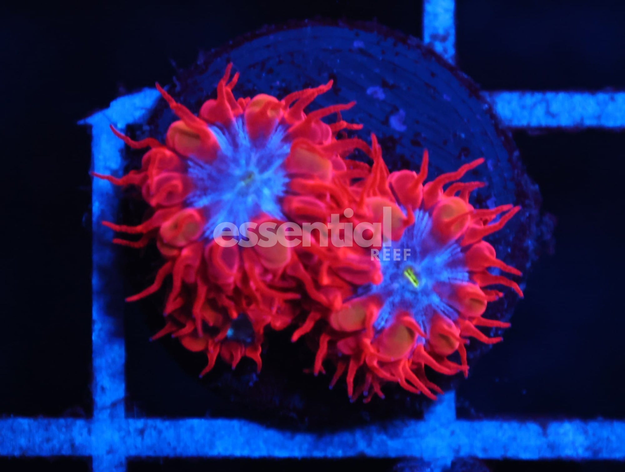 Watermarked - C01 - SDC BLUE RAVEN BLASTOMUSSA