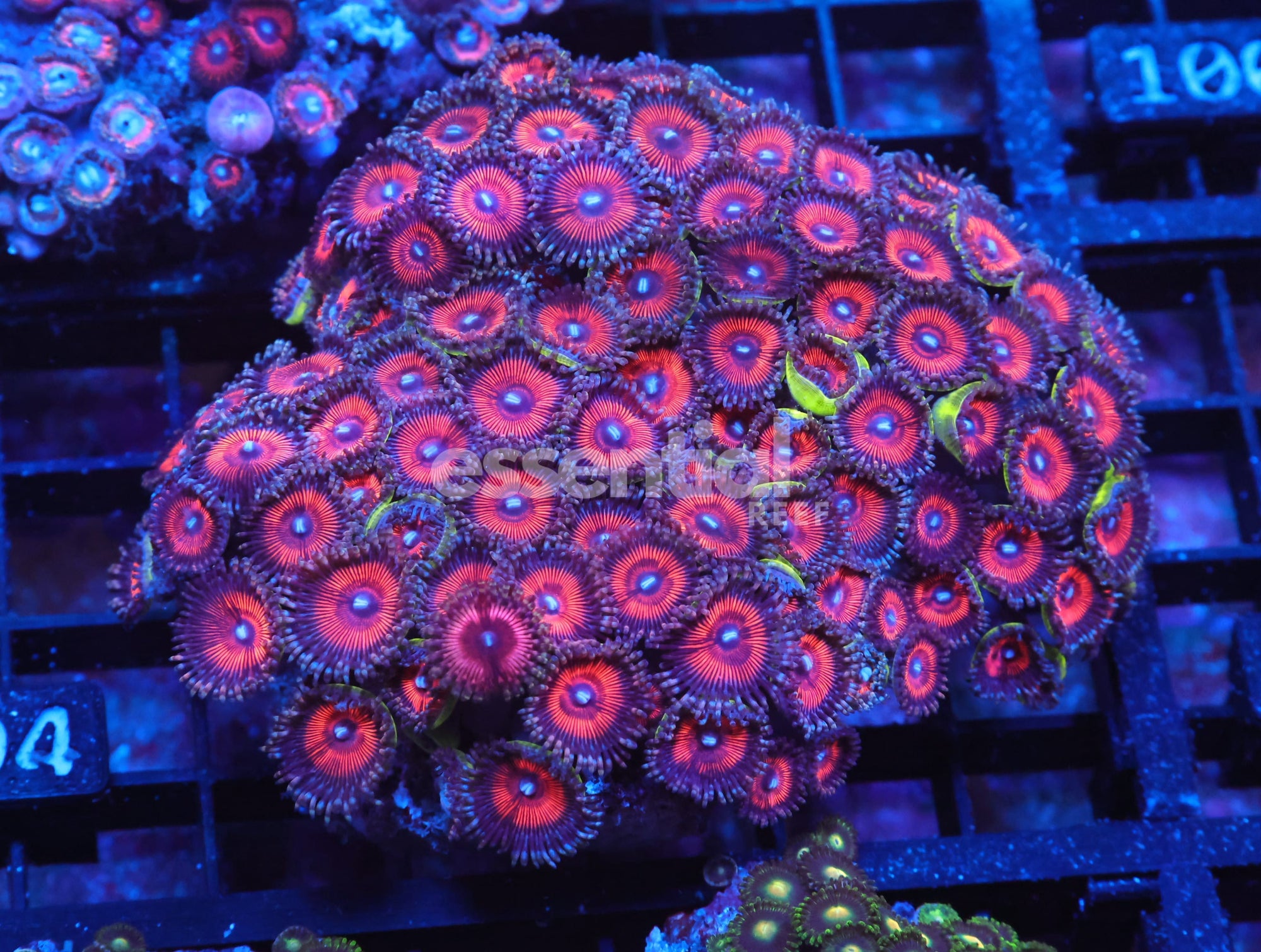 Watermarked - X94 - Indo Red Blue Eye Zoa