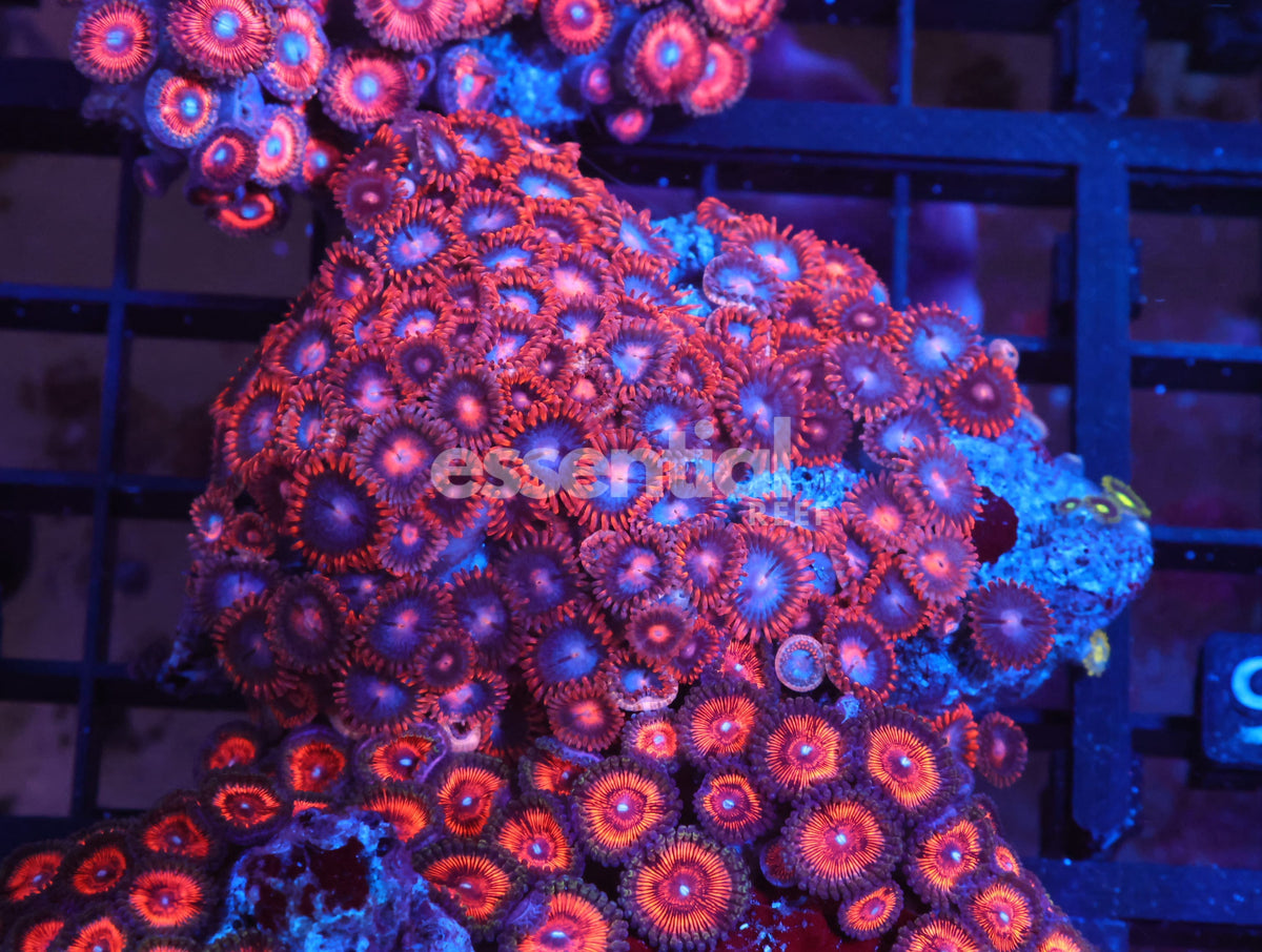 Watermarked - X96 - Indo Fire And Ice Zoa