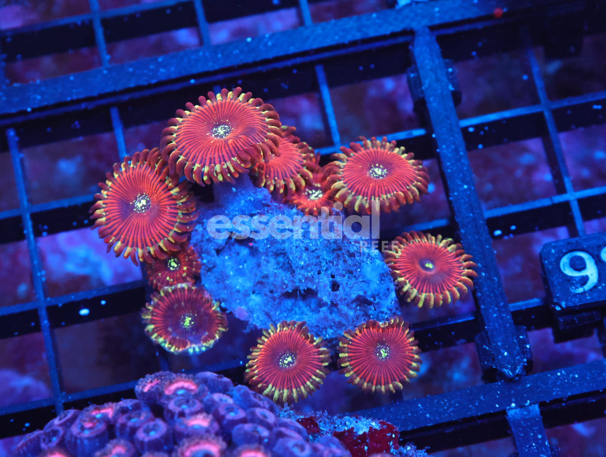 Watermarked - X97 - Indo Red Magician Zoa
