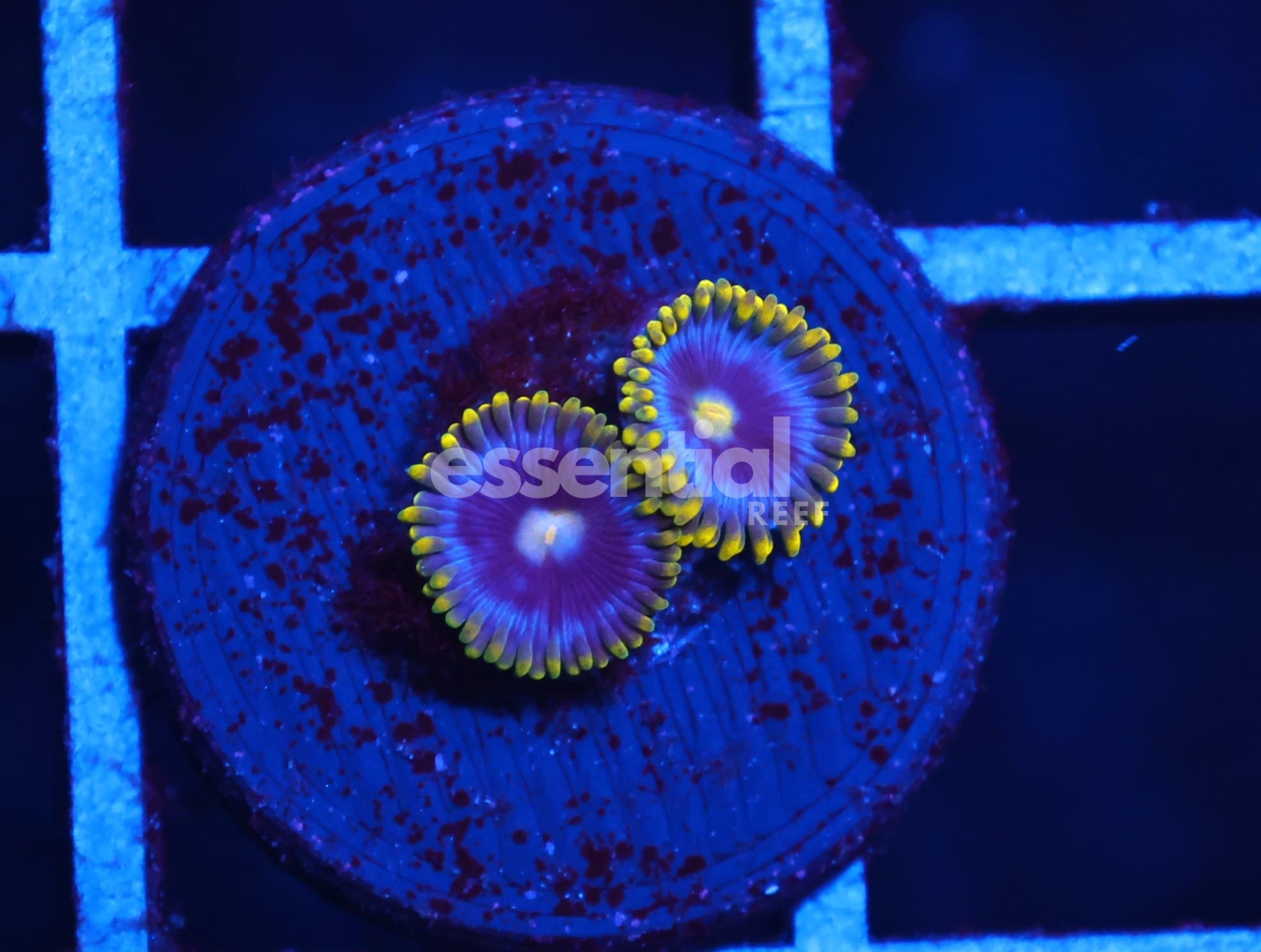 Watermarked - C02 - SDC BLUEBERRY FIELDS ZOA/PALY