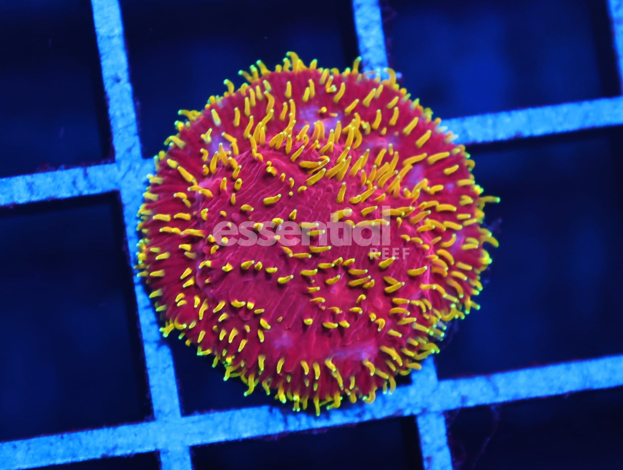 Watermarked - C03 - JF FREAKHAIR LITHOPHYLLON