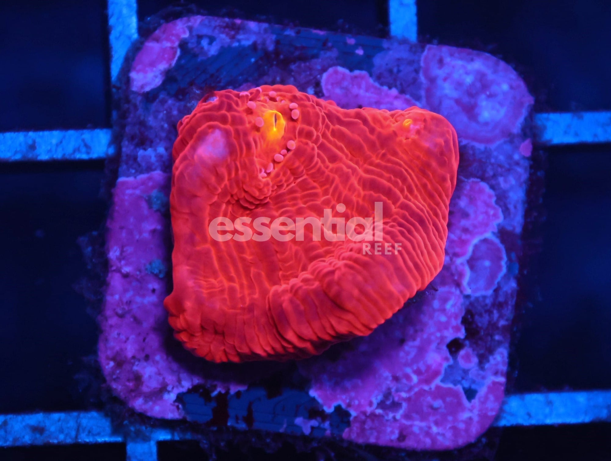 Watermarked - C04 - SDC RAINBOW JELLYBEAN CHALICE