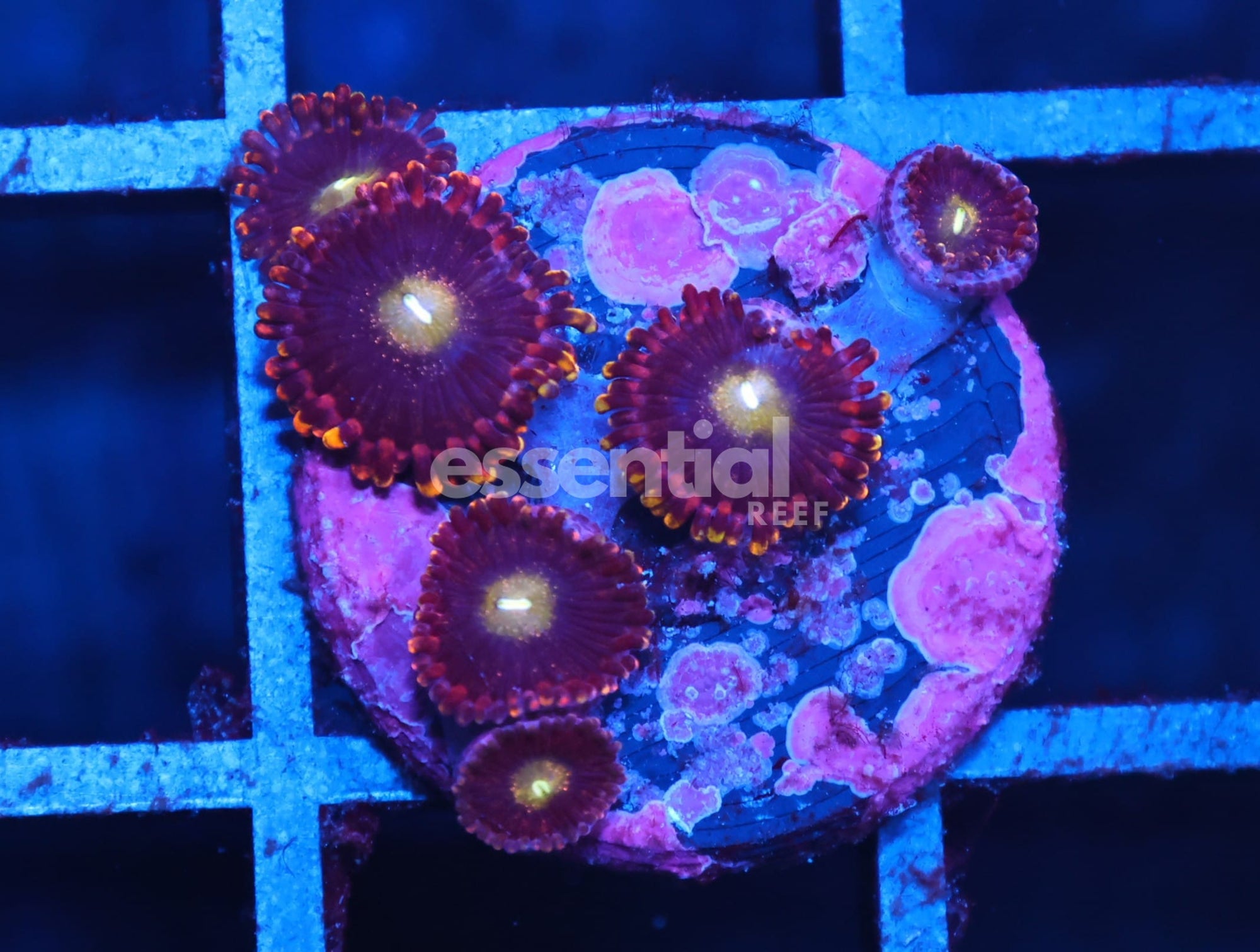 Watermarked - C05 - SDC ANTIMATTER ZOA/PALY (POLYP)