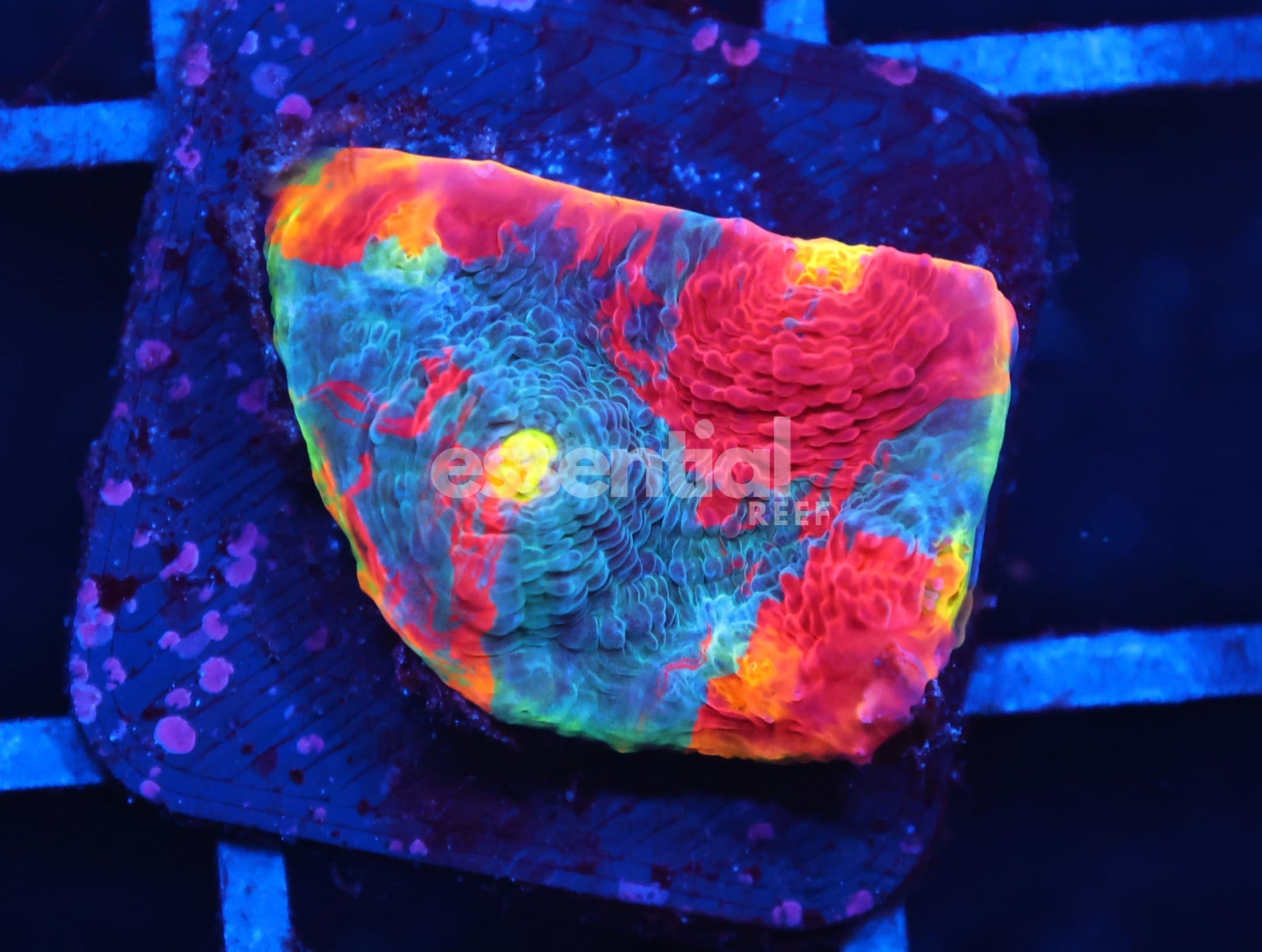 Watermarked - C08 - SDC RAINBOW JELLYBEAN CHALICE