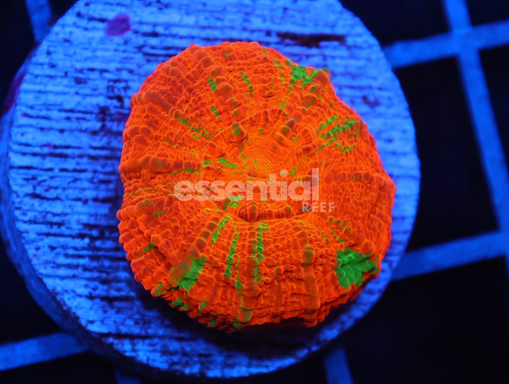 Watermarked - C09 - CAPTIVE SPAWNED BLEEDING APPLE SCOLYMIA AUSTRALIS