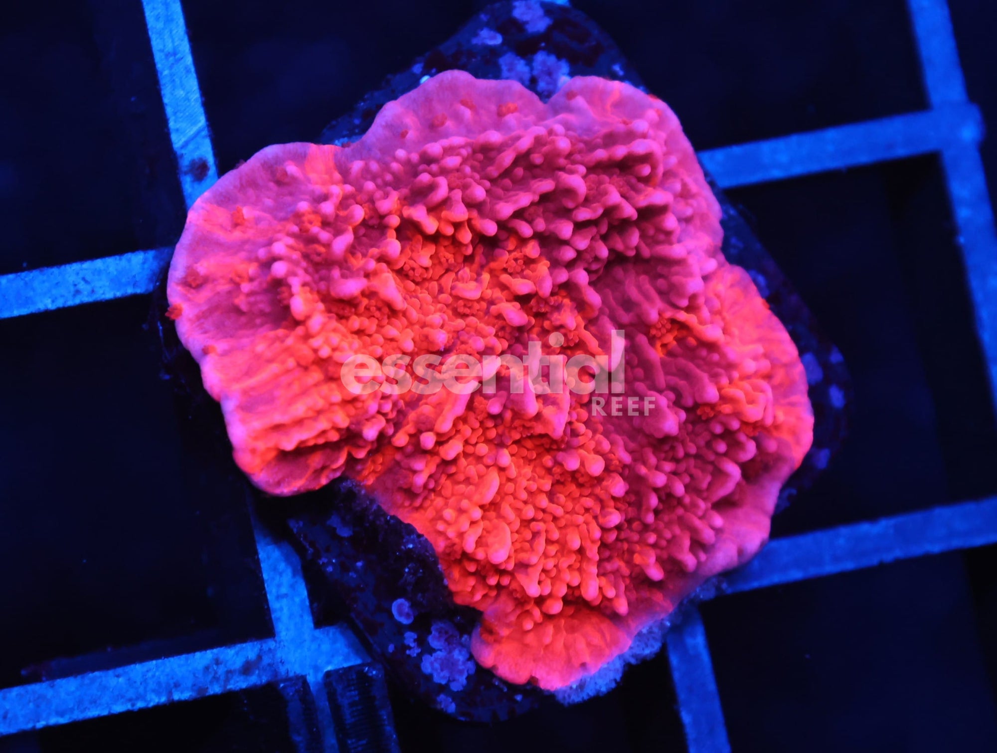 Watermarked - C10 - FIREWALKER GRAFTED MONTI CAP