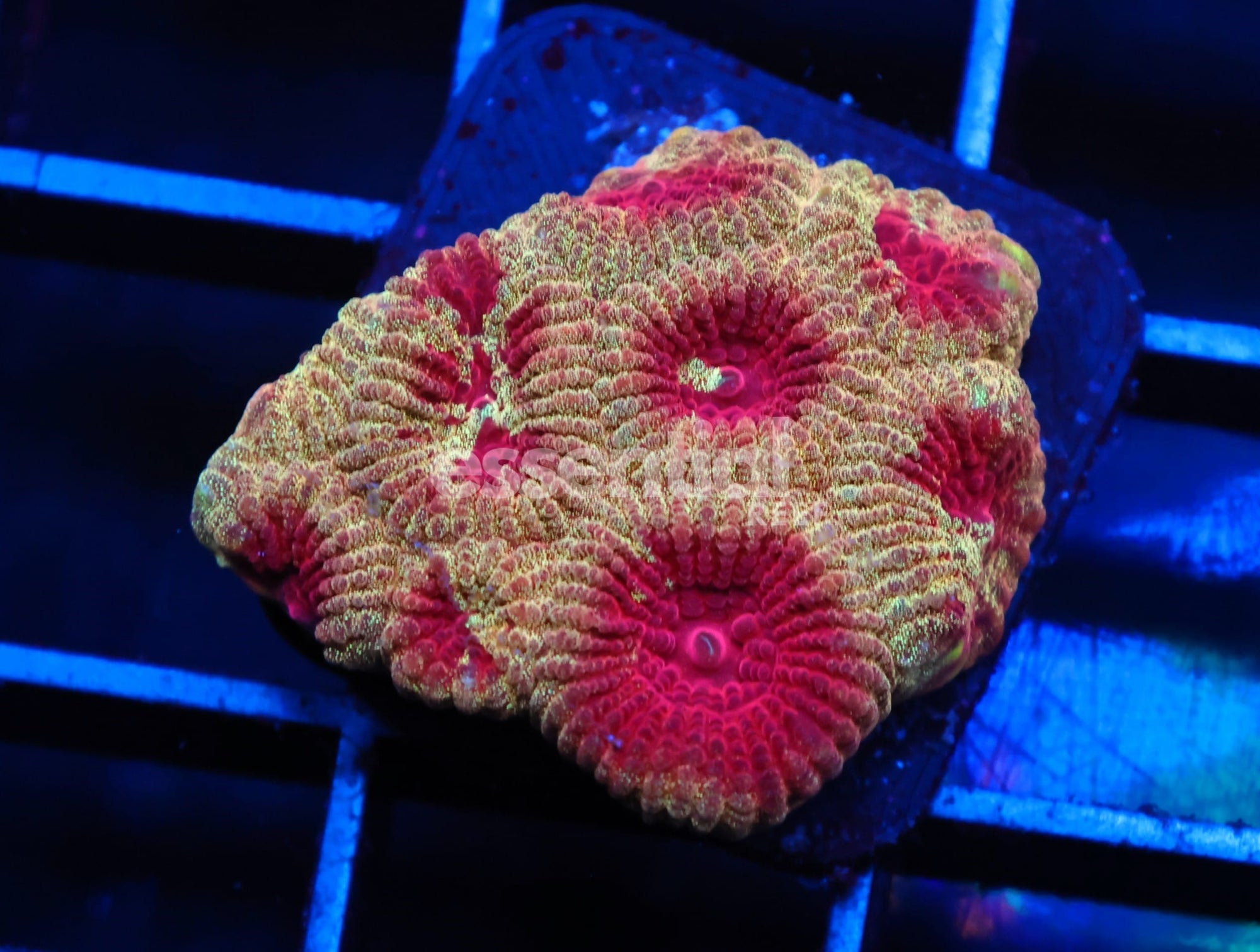 Watermarked - C100 - SDC SANDMAN FAVITES