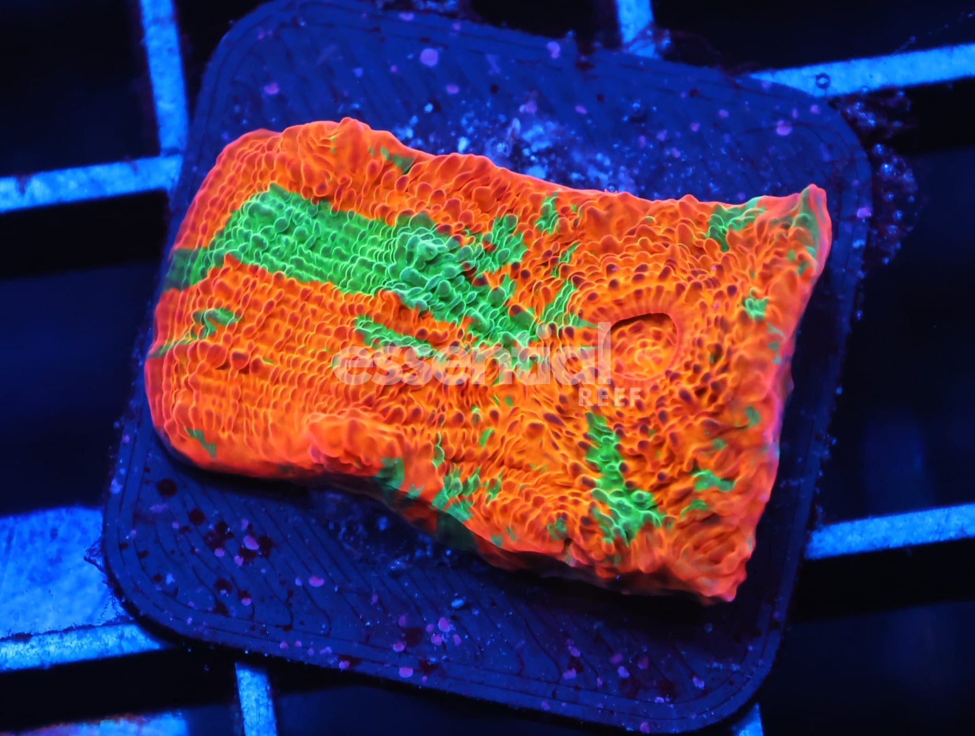 Watermarked - C101 - SDC RAINBOW JELLYBEAN CHALICE