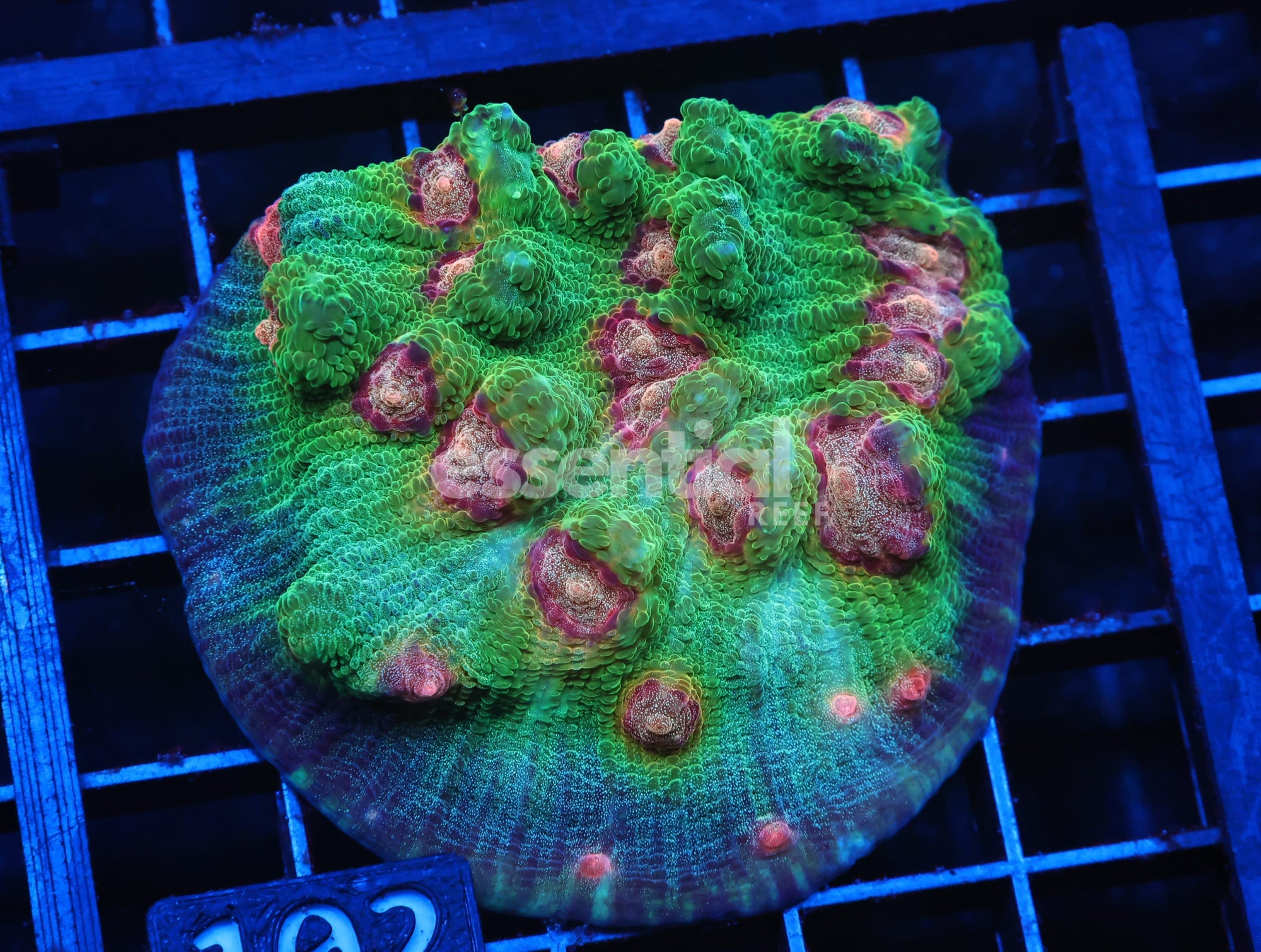Watermarked - C102 - BIG R WEIRDO CHALICE COLONY