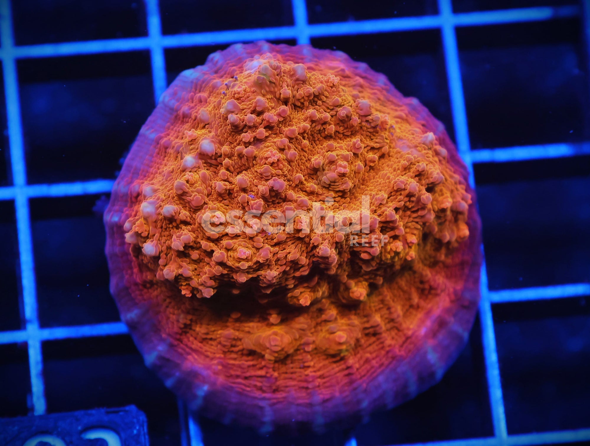 Watermarked - C103 - AUSSIE GOLD CHALICE CULTURED