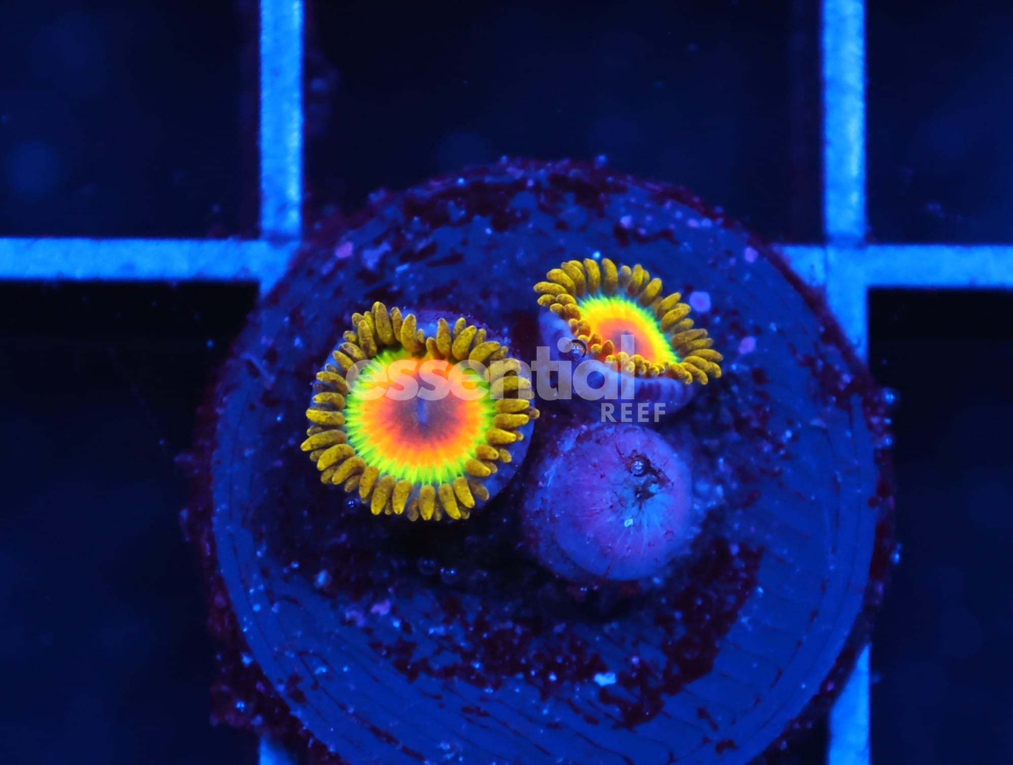Watermarked - C104 - SDC RASTA ZOA/PALY