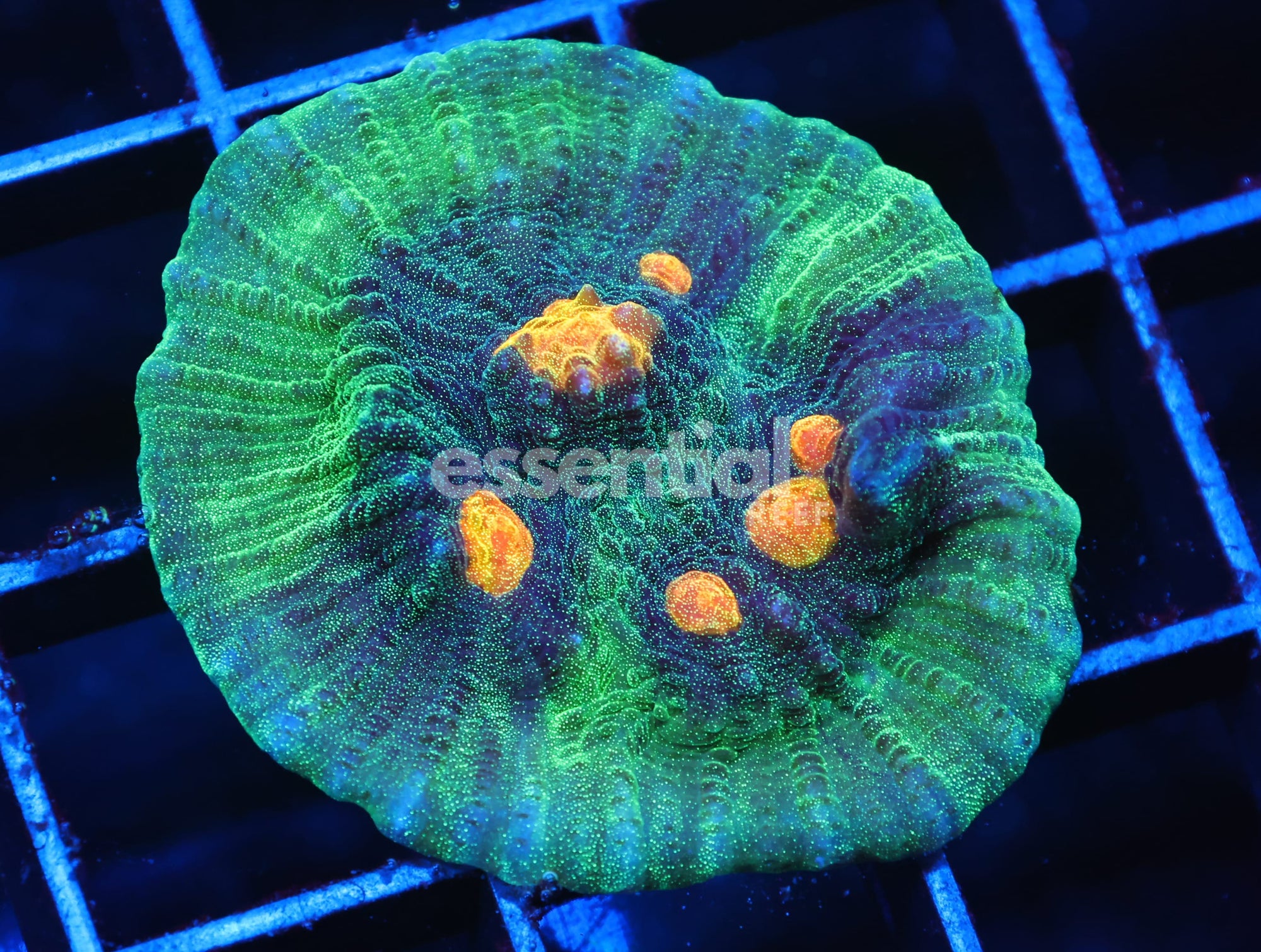 Watermarked - C105 - SDC MANGO MADNESS