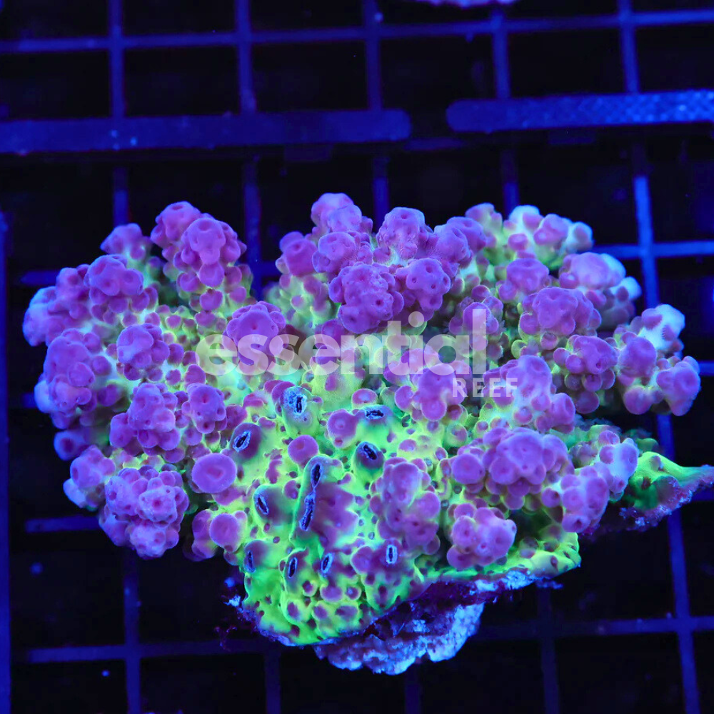 Indo Acropora – Premium Cultured Small Colonies