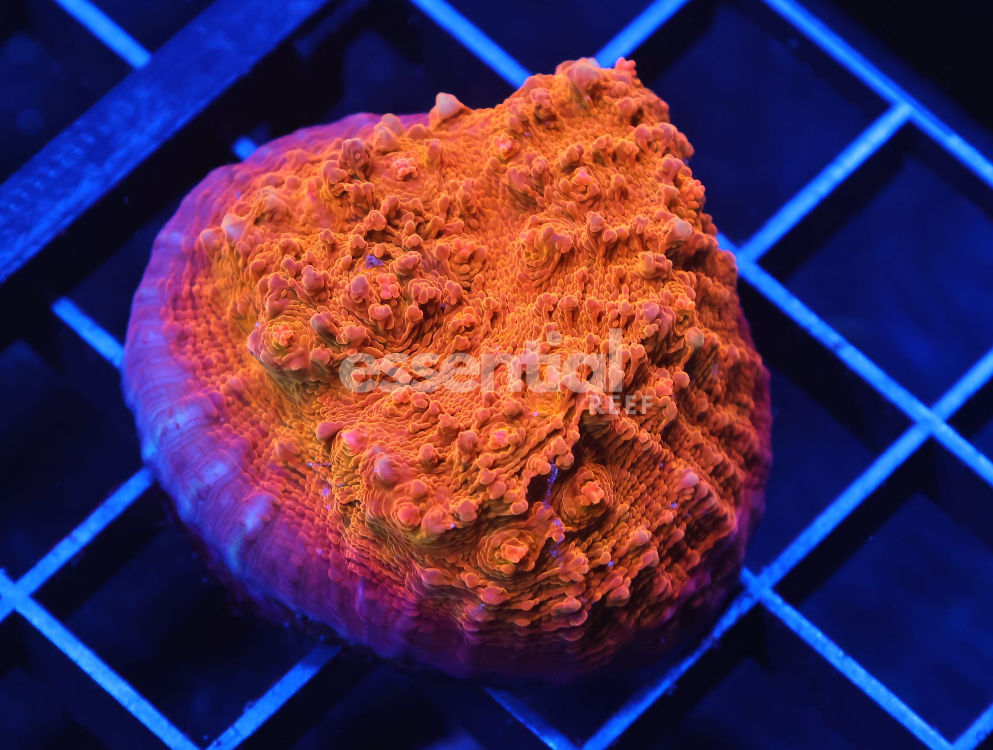 Watermarked - C106 - AUSSIE GOLD CHALICE CULTURED