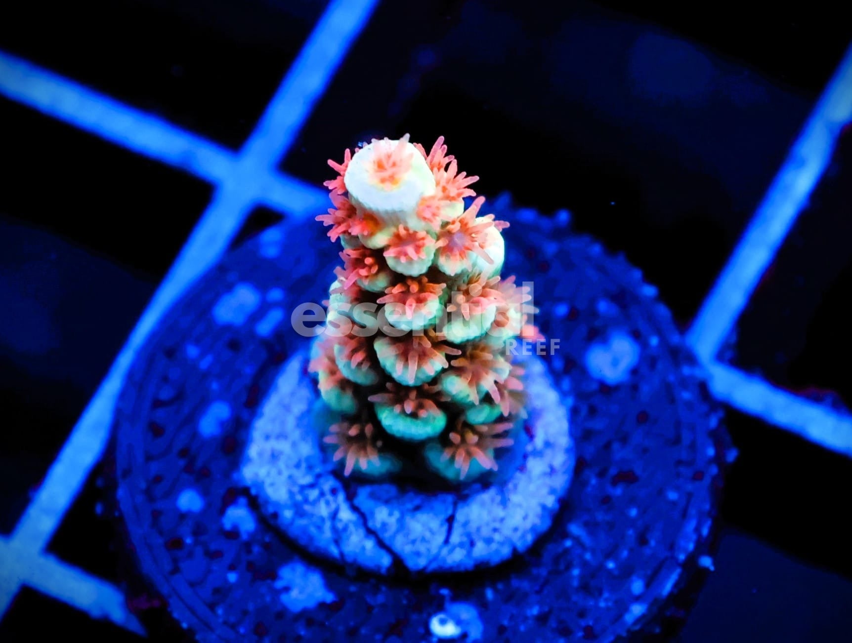 Watermarked - C108 - SDC ORANGE POLYP TENUIS ACRO