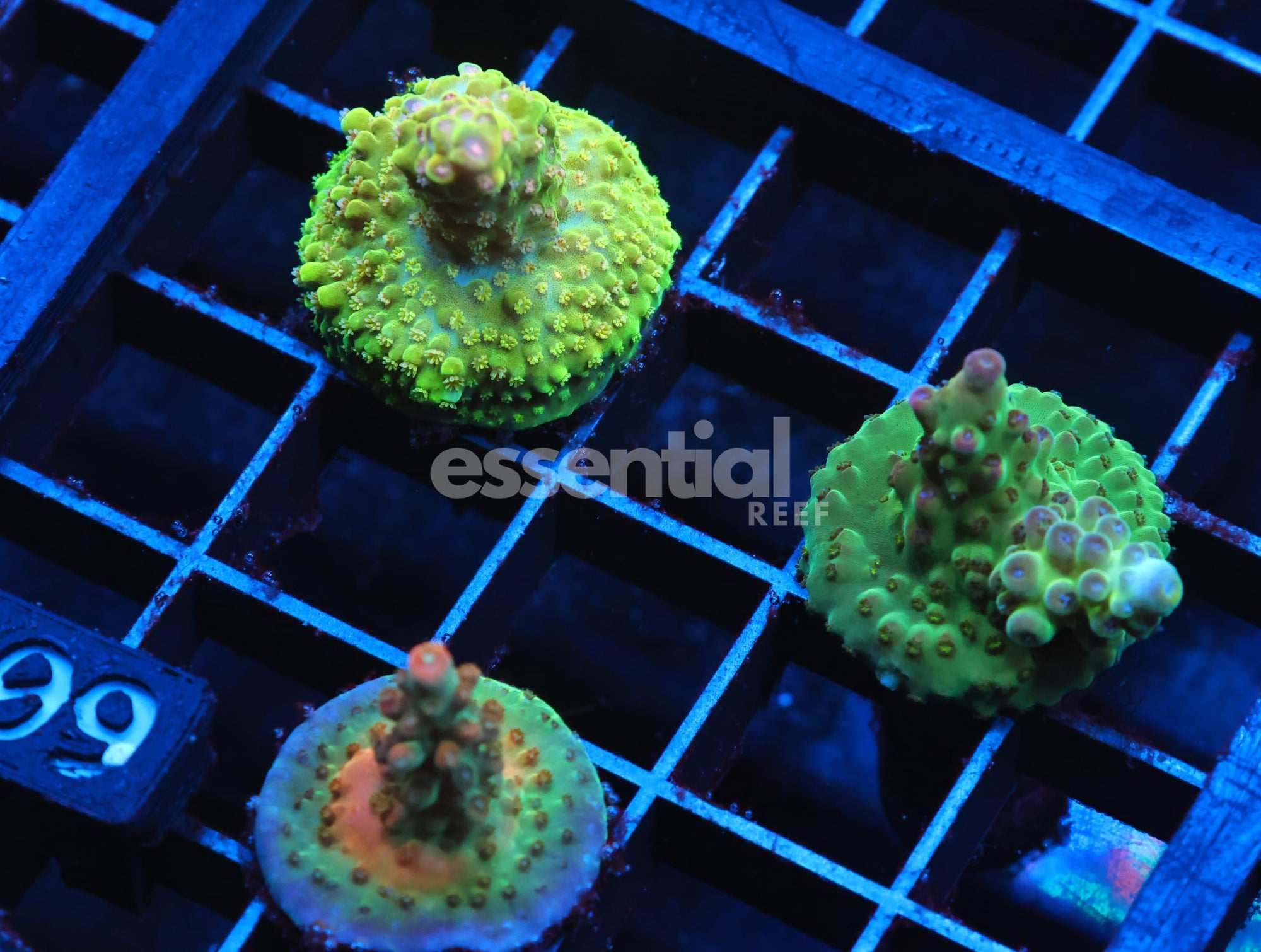 Watermarked - C109 - SDC ACROPORA 3 PC PACK LG FRAGS