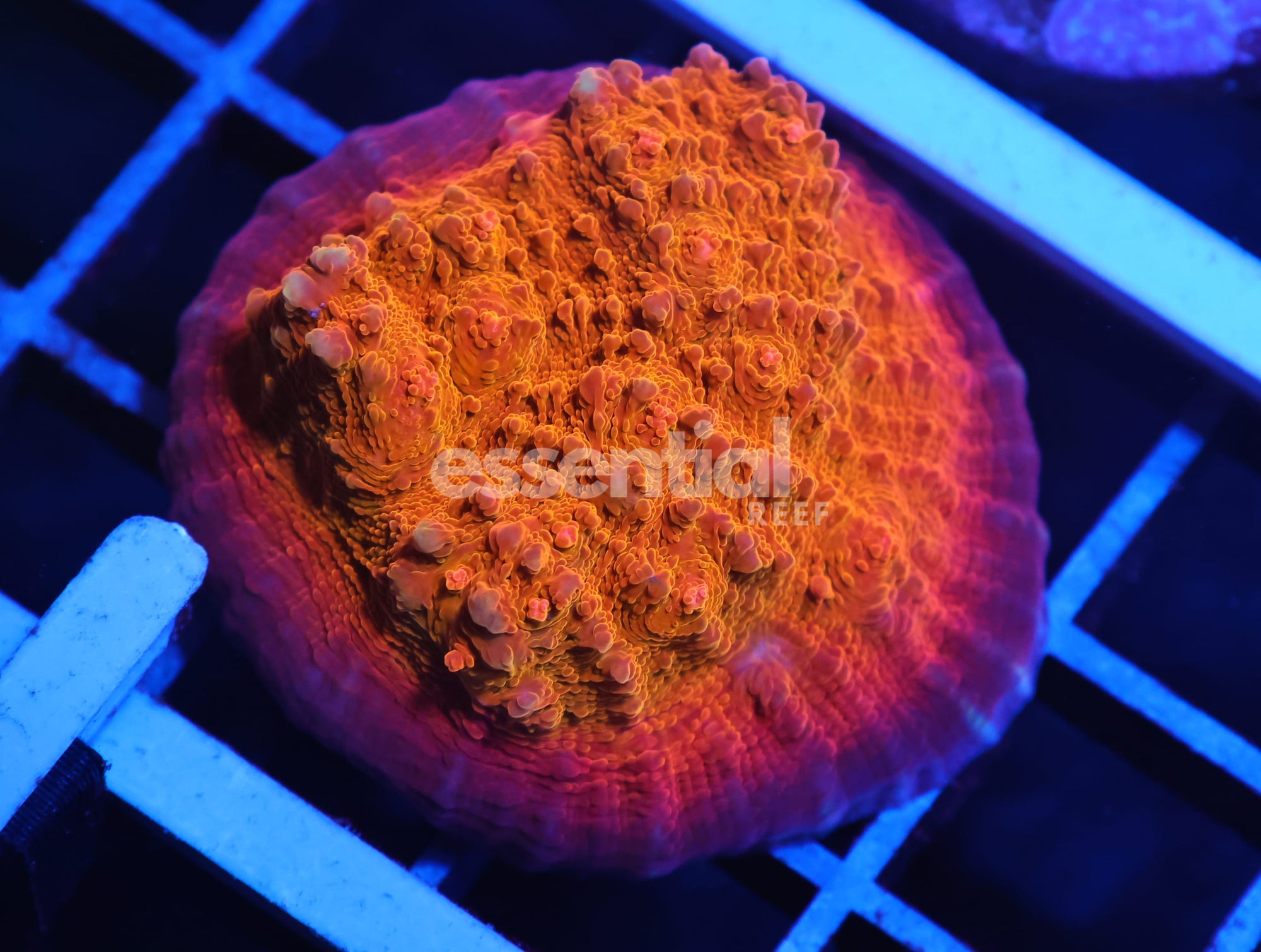 Watermarked - C11 - AUSSIE GOLD CHALICE CULTURED